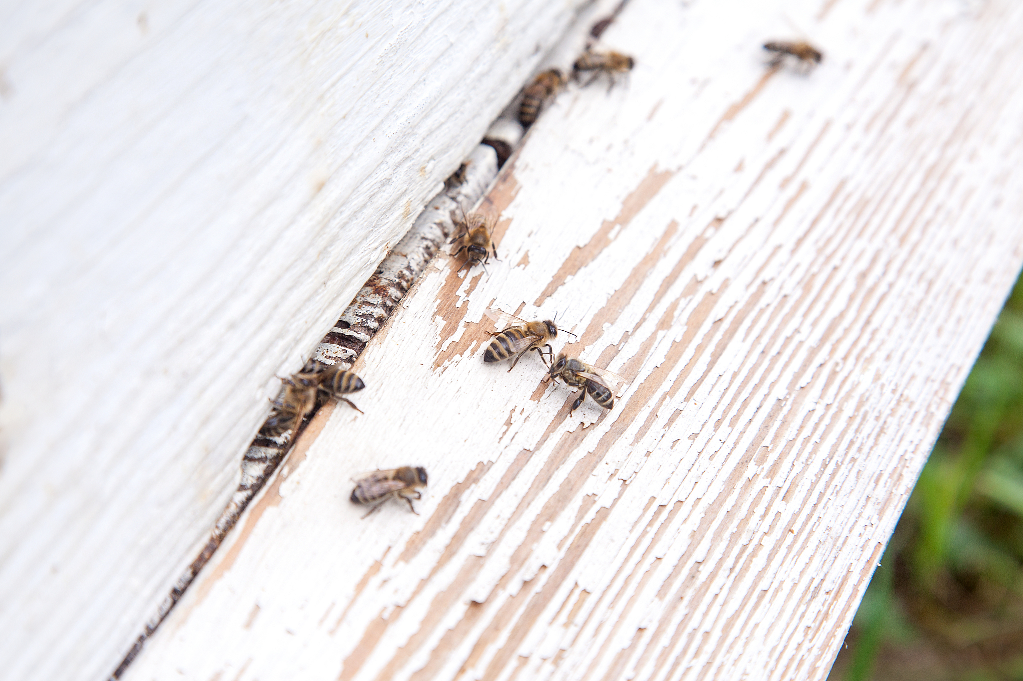 plenty of bees at the entrance of white beehive in apiary.
