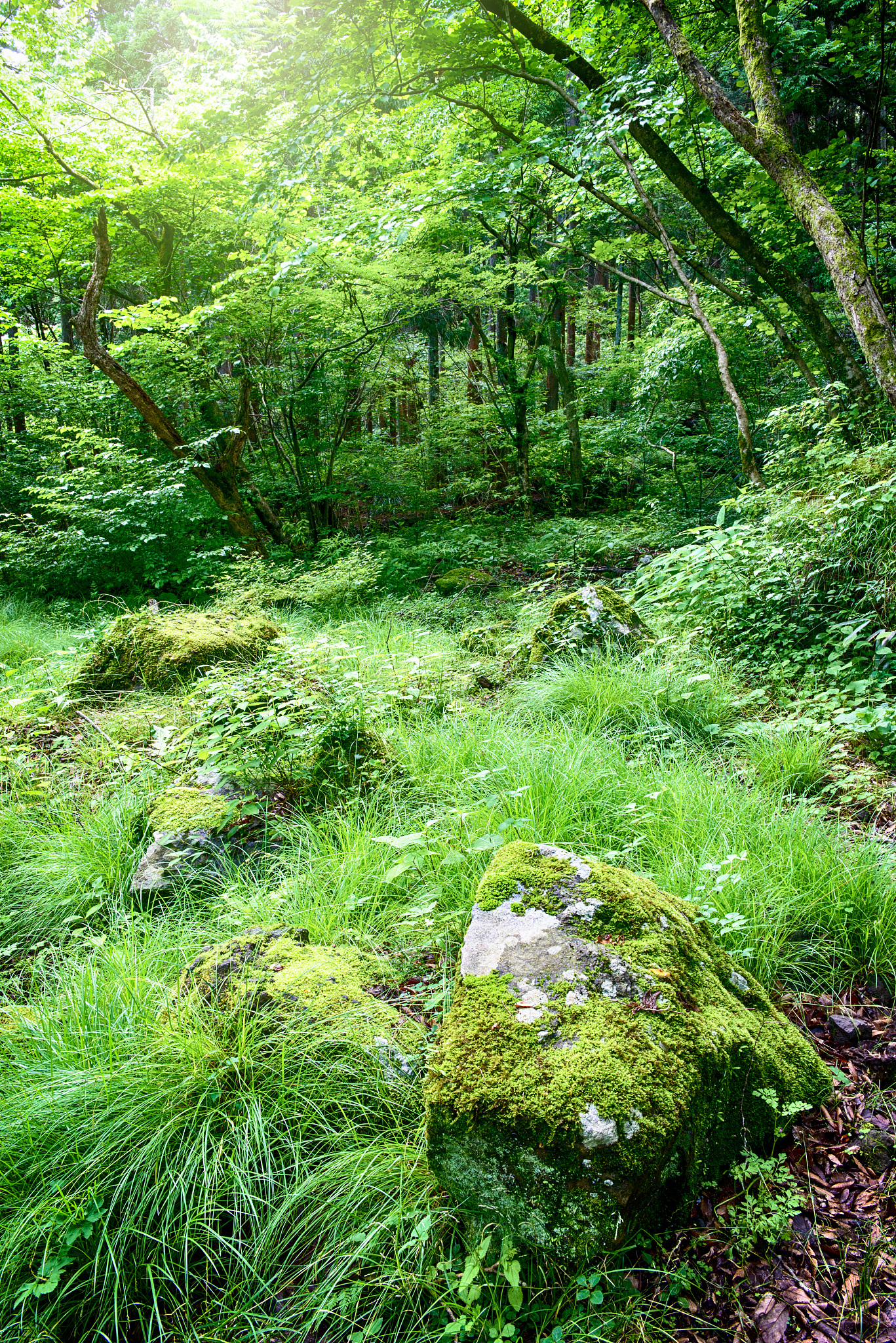 in the forest