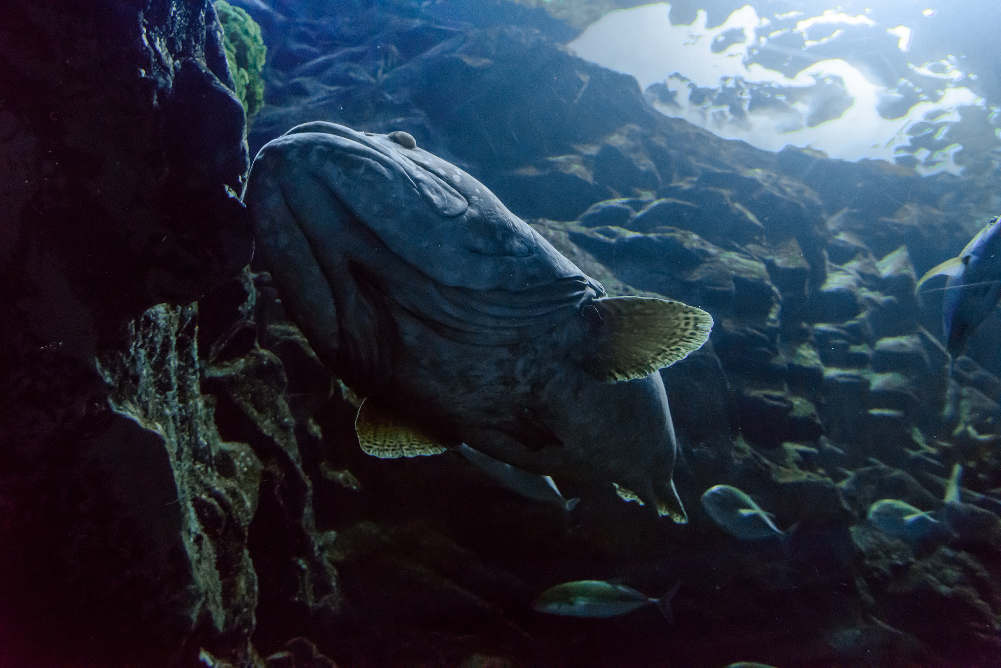 aquatic creature