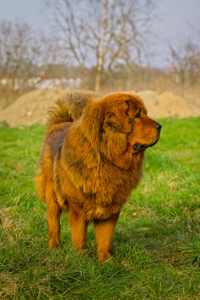 犬种图片大全