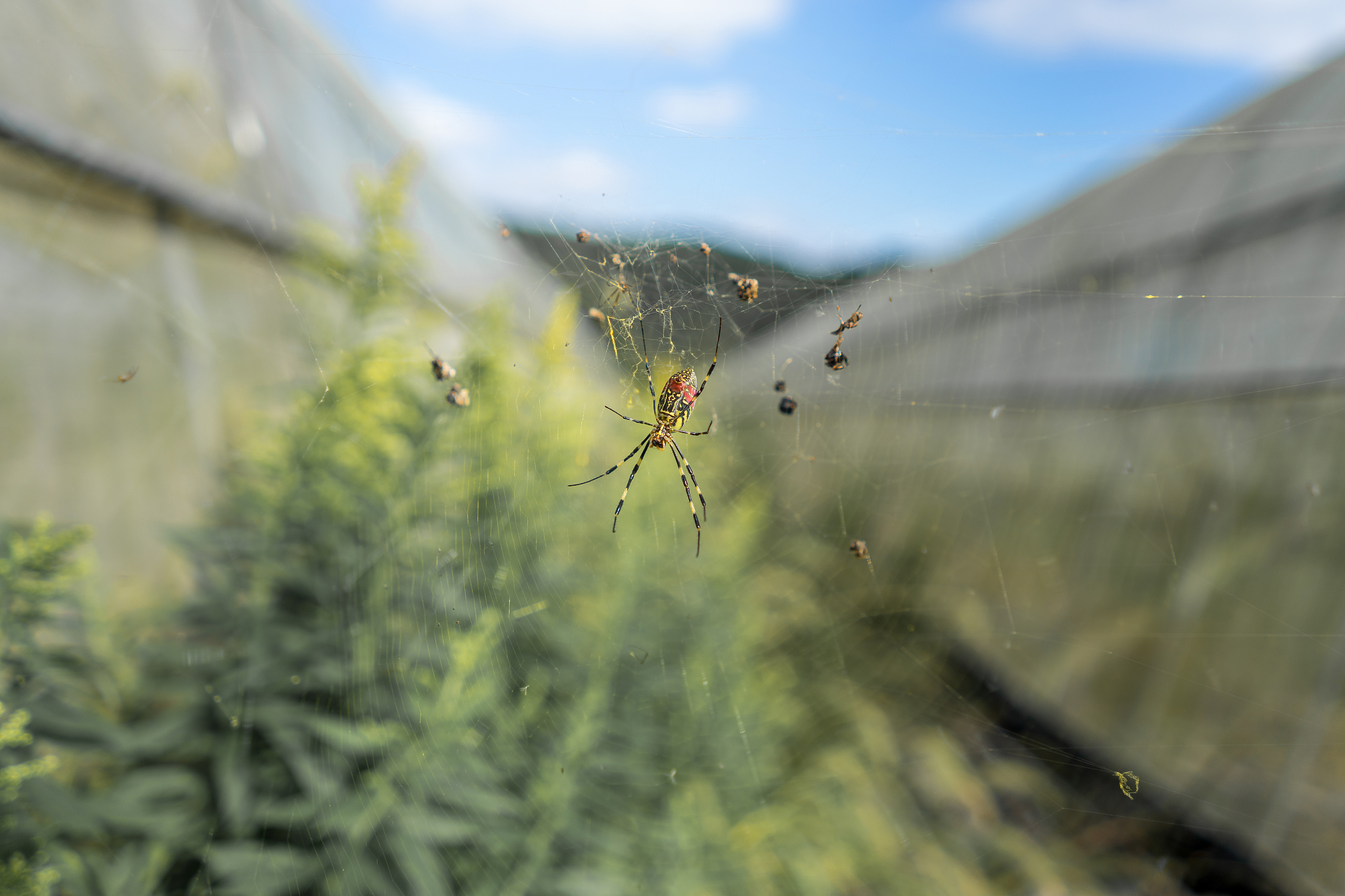 Plasma kallikrein分为几种各自的剪切位点分别是什么？对应的产物是什么