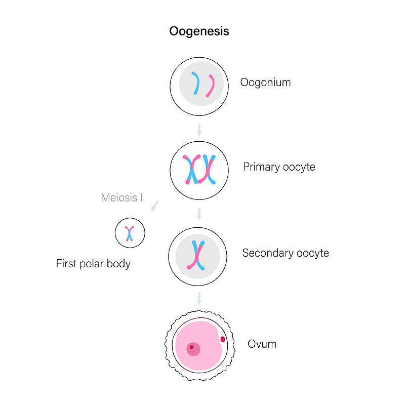 Zeocin抗性表型: 理解、机制及应用