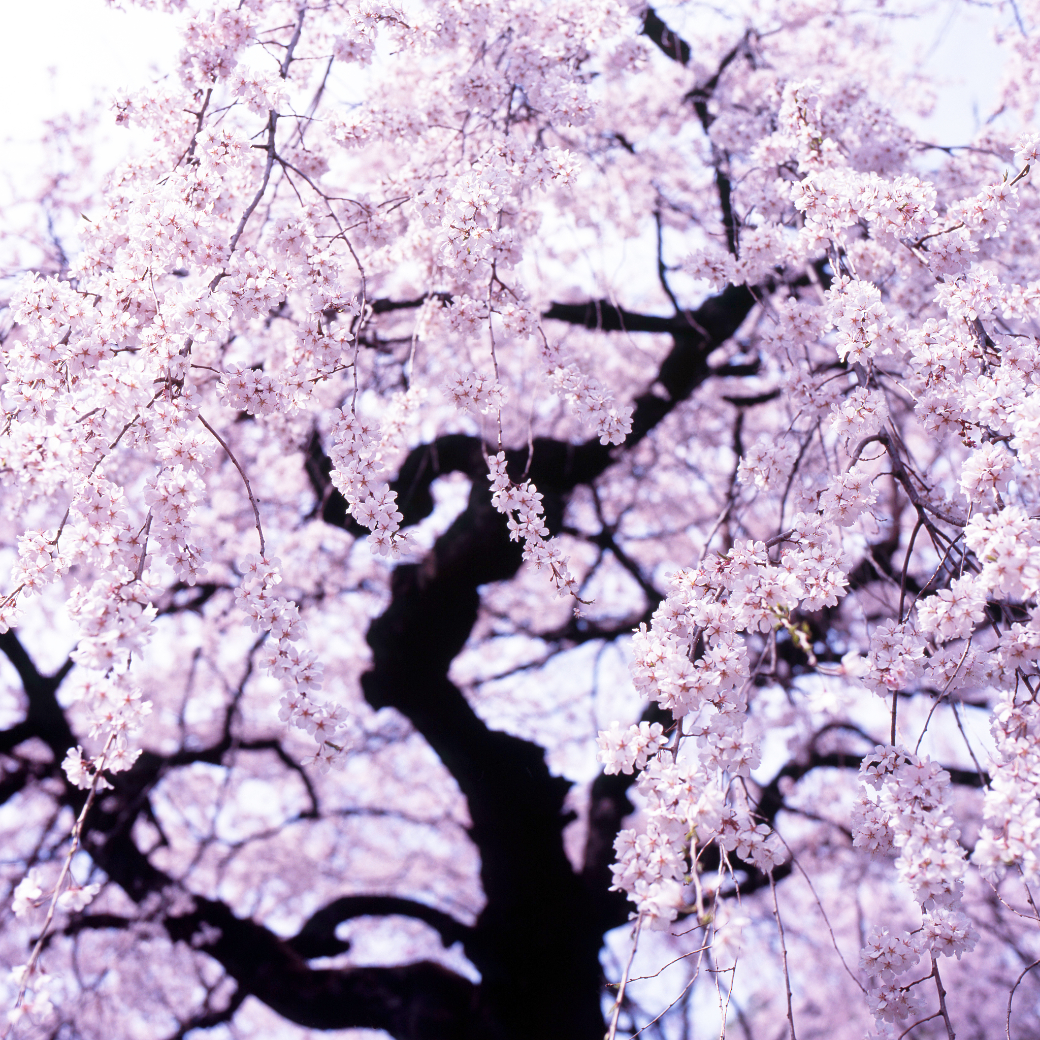 日本落花收集活动：感受自然之美，珍惜生命