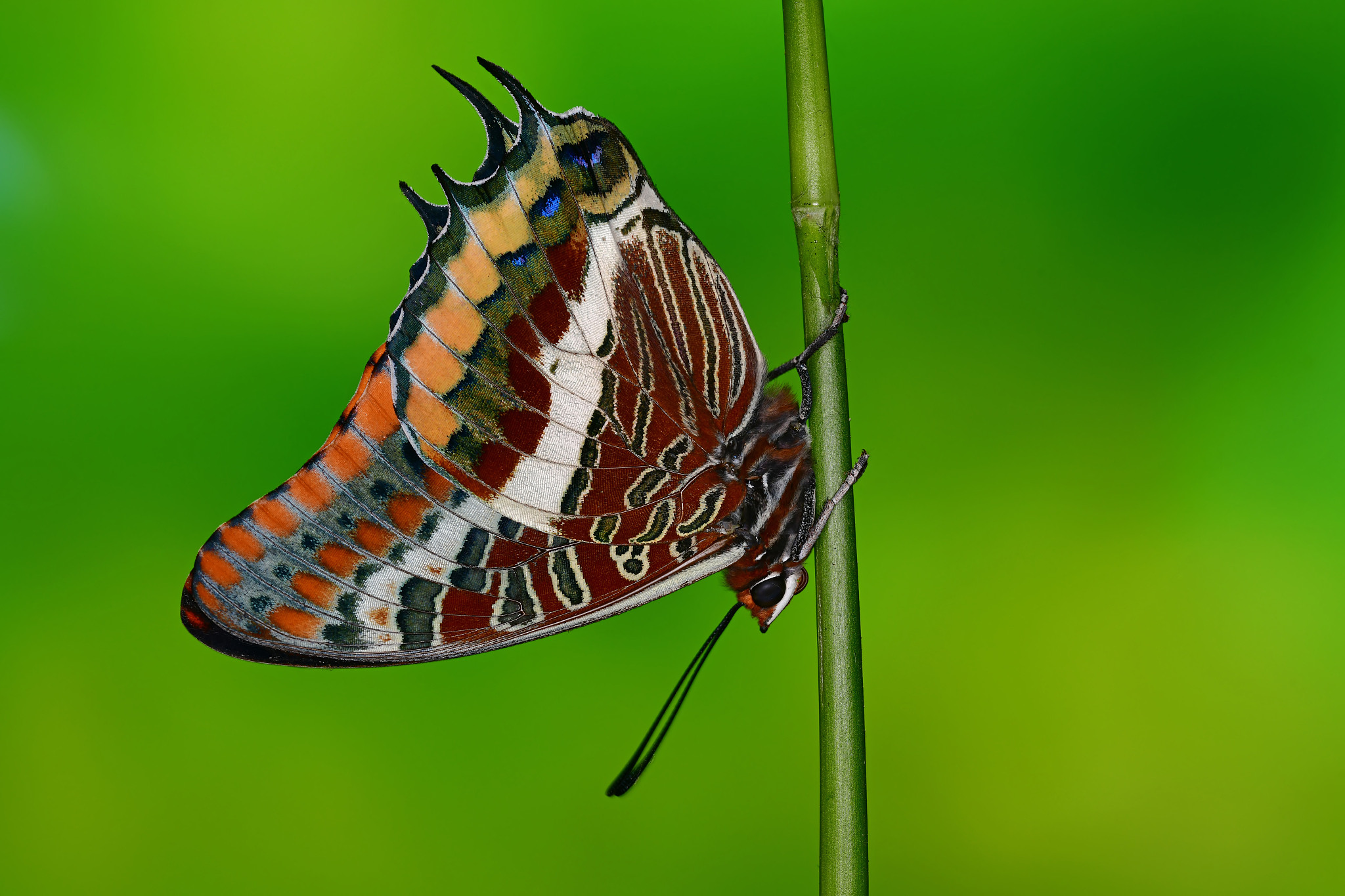 two-tailed pasha