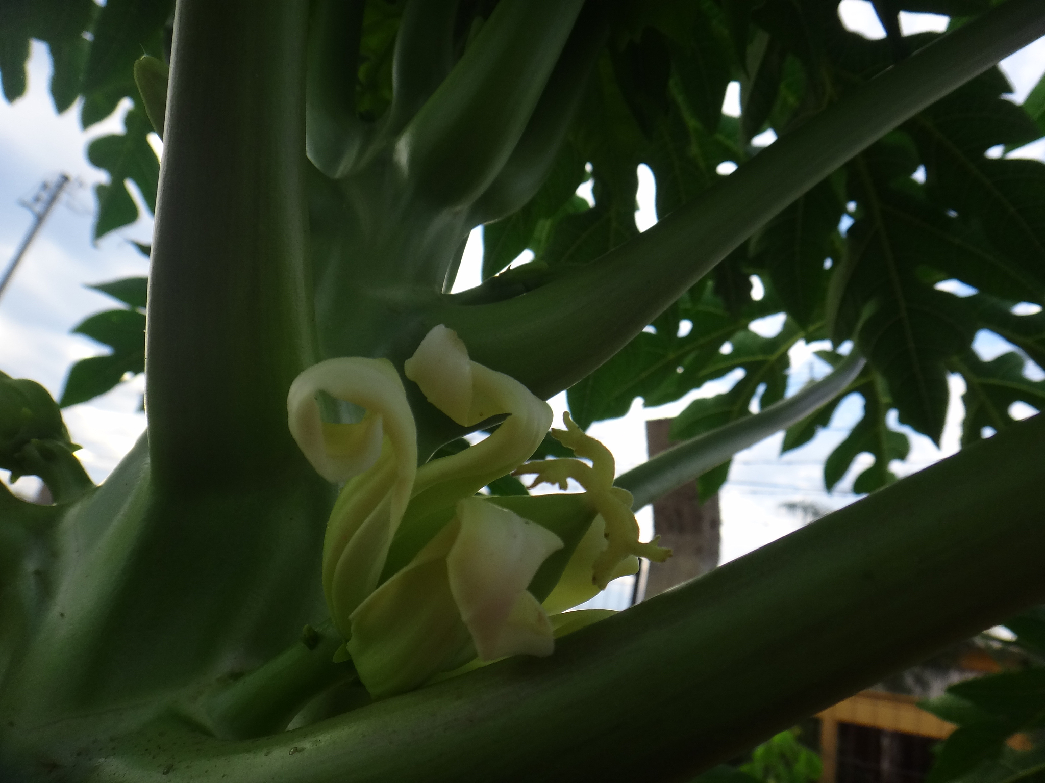 植物NPP和产量：它们之间的关系是什么？