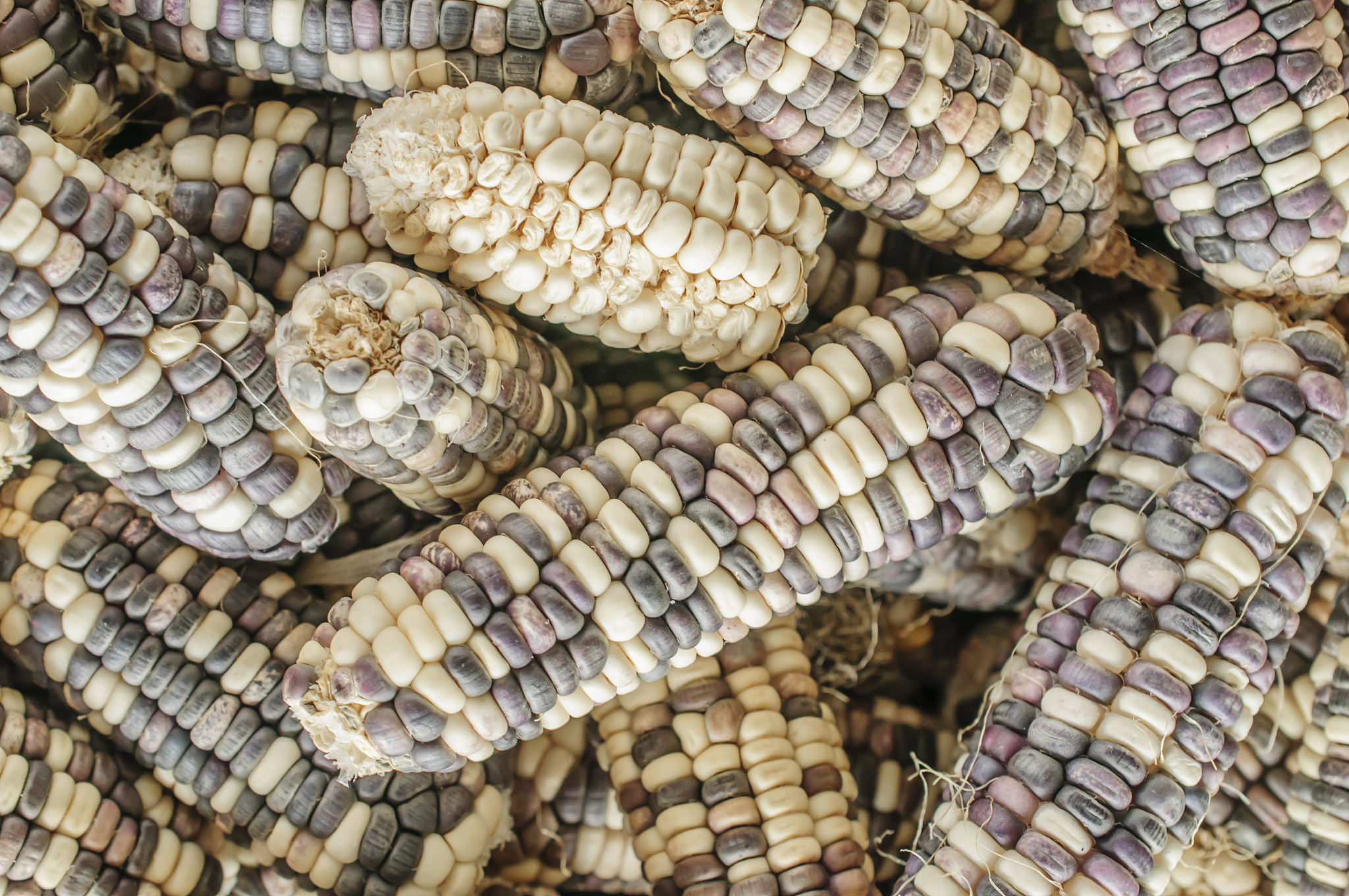 一吨青玉米杆干了有多重用230字帮我详细描述