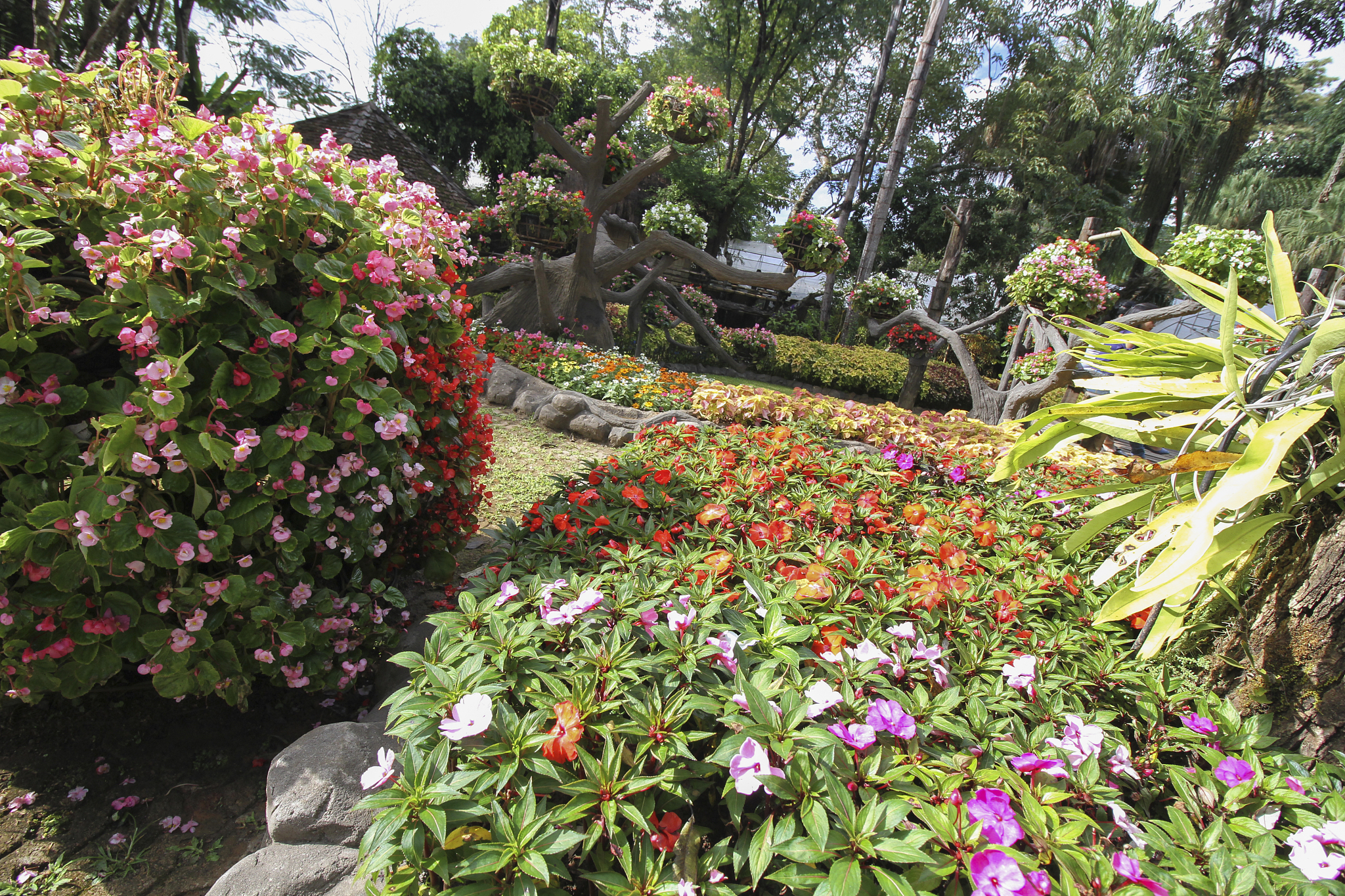 您可以作为英语母语者加入一些连接语句为我修订一下介绍牡丹的一些段落吗？我希望只是增删一些字词不要更改原来的词组In April I traveled to Caozhou Peony Garden in Heze in western Shandong province one of the worlds largest peony nurseries which is home to over