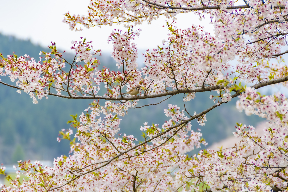 春日绝句 - 描绘春光烂漫的美景