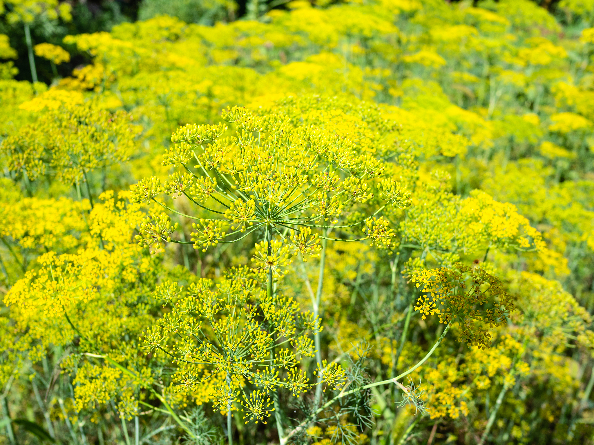 曲靖农业职业技术学校2019年五年制大专招生对象 - 培养农业技术人才的摇篮