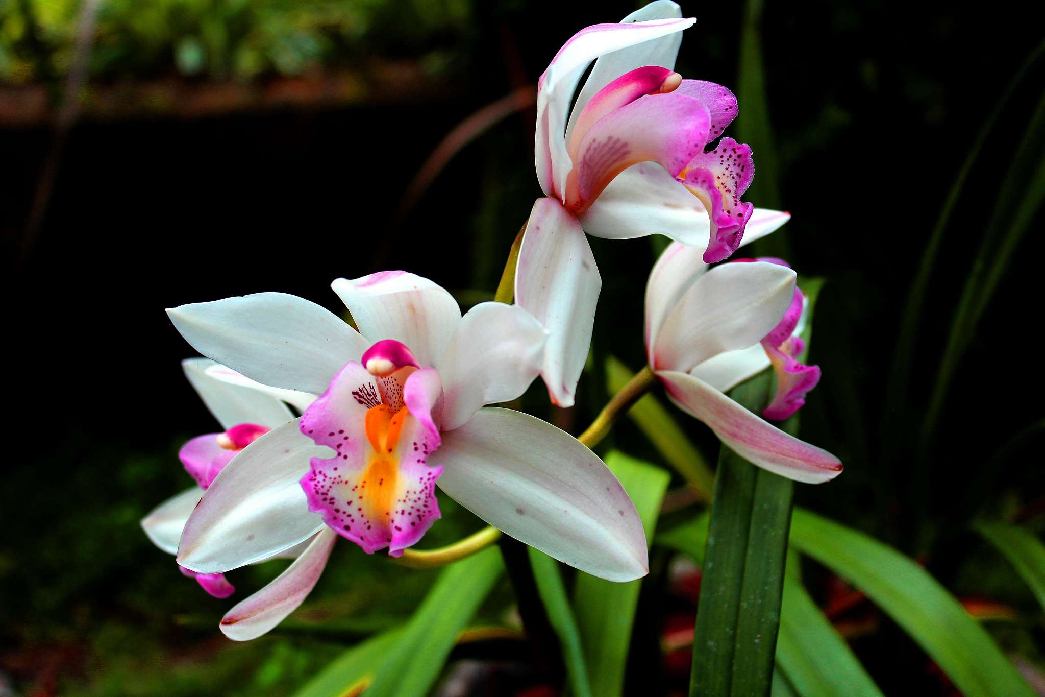 lady slipper orchid inthanon national park, chiang mai. thailand