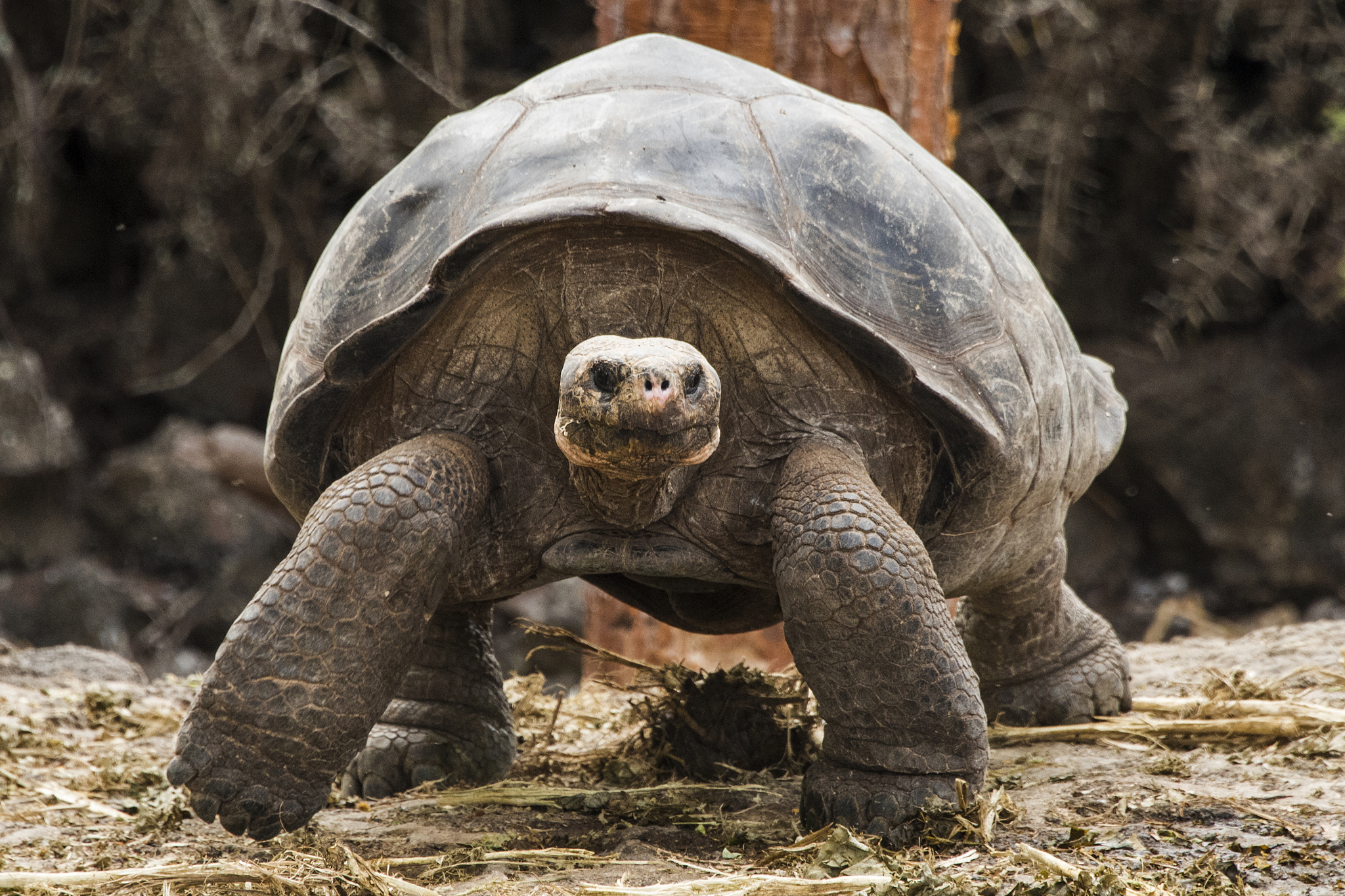galapagos tortoise
