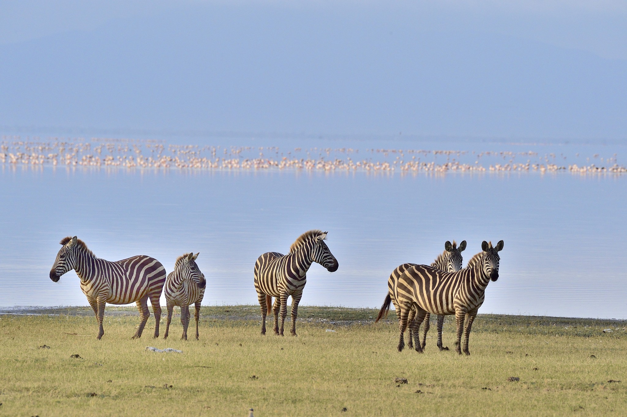 zebras at lake manyara