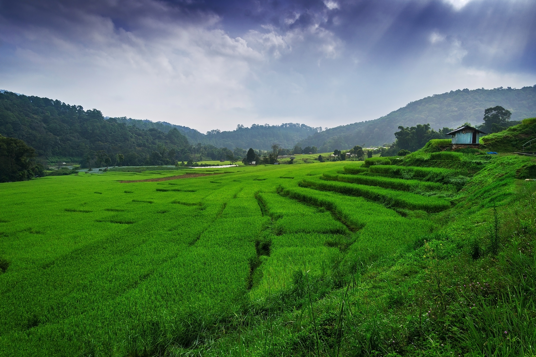 写一首诗：有清溪 、茶园、茭白、高山