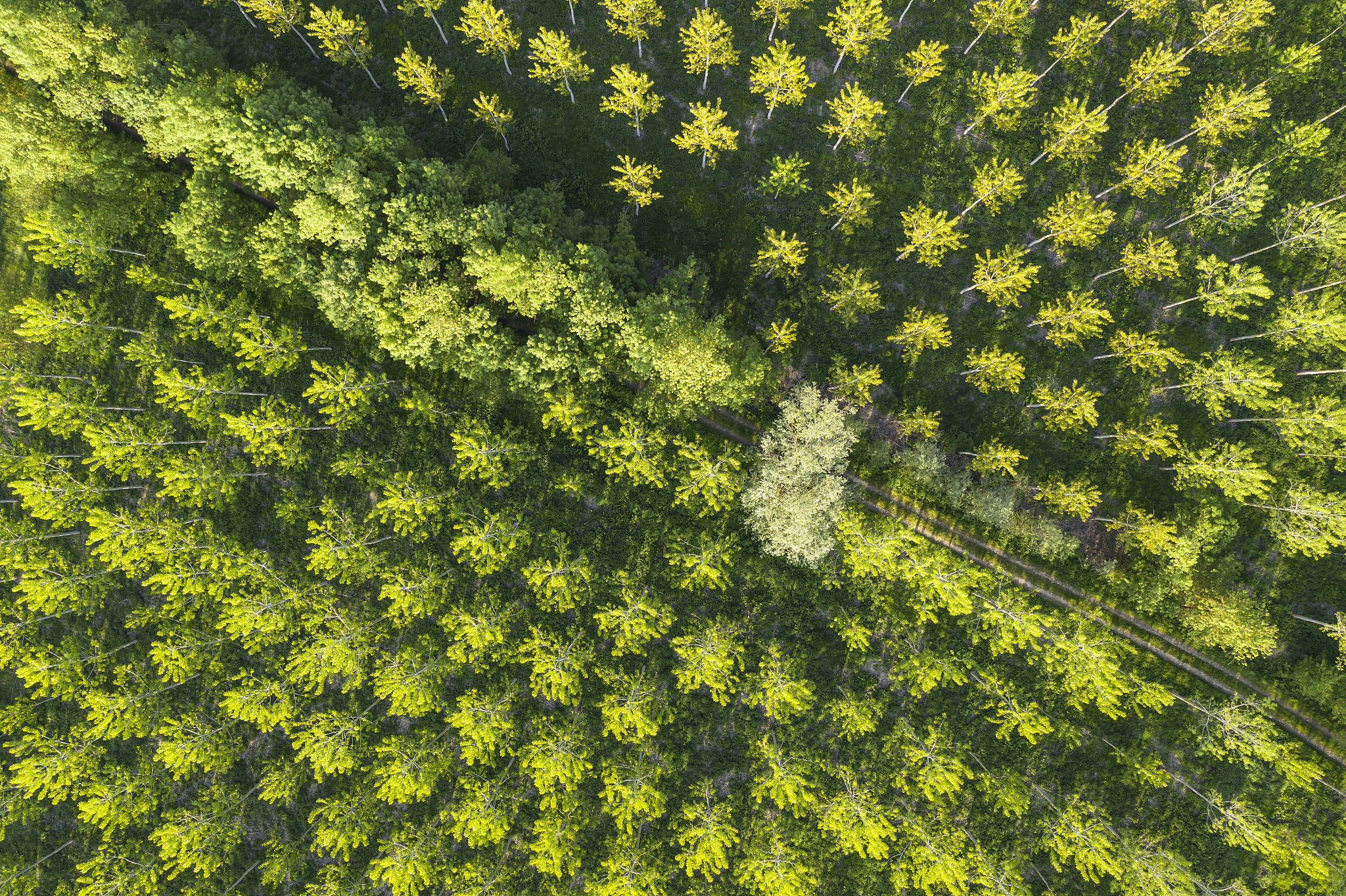 aerial of woodland in the loire valley, france.