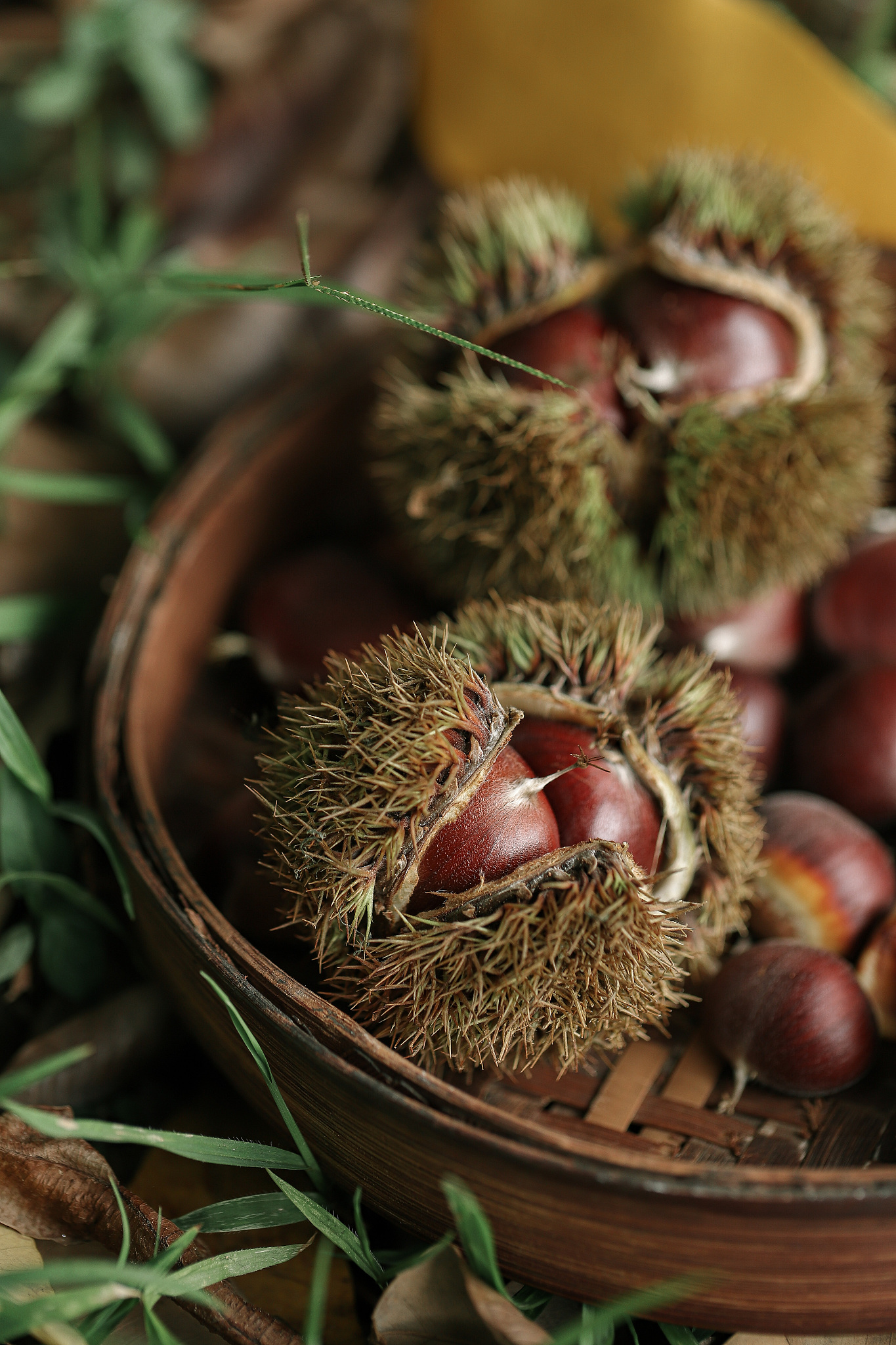 板栗市场趋势分析：深度解读未来发展方向