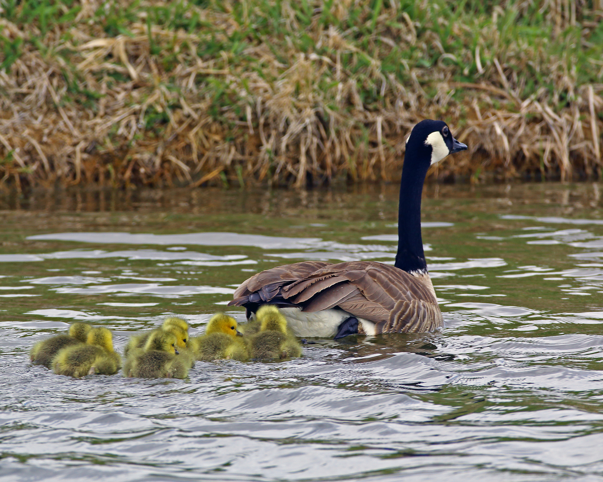 goose goose duck 是什么