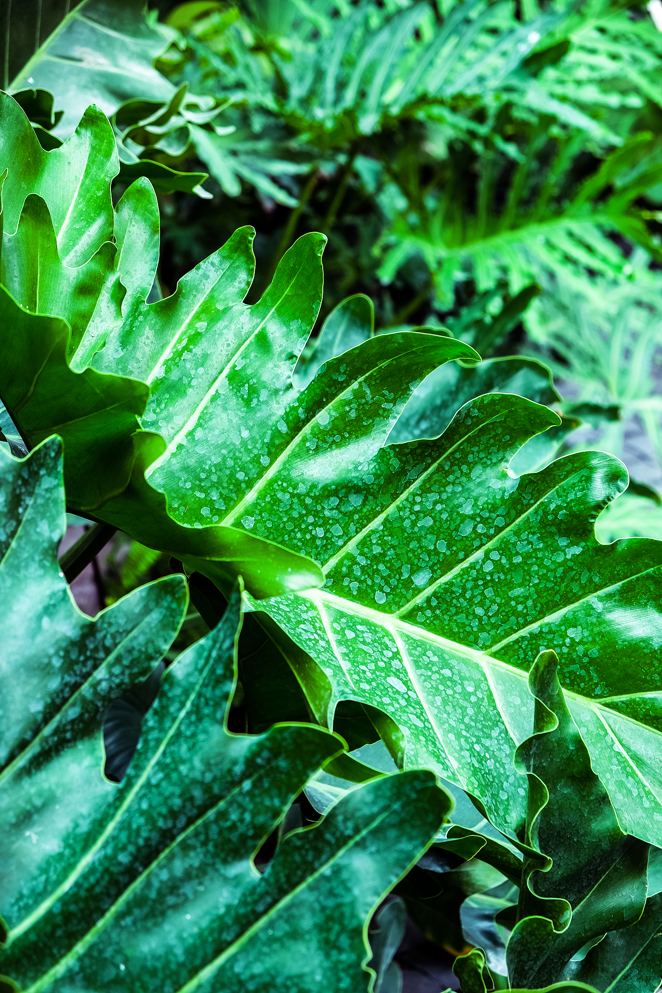 fresh green leaves background