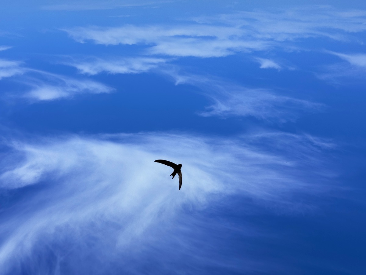 '和飞'藏头诗 - 寓意美好翱翔天际