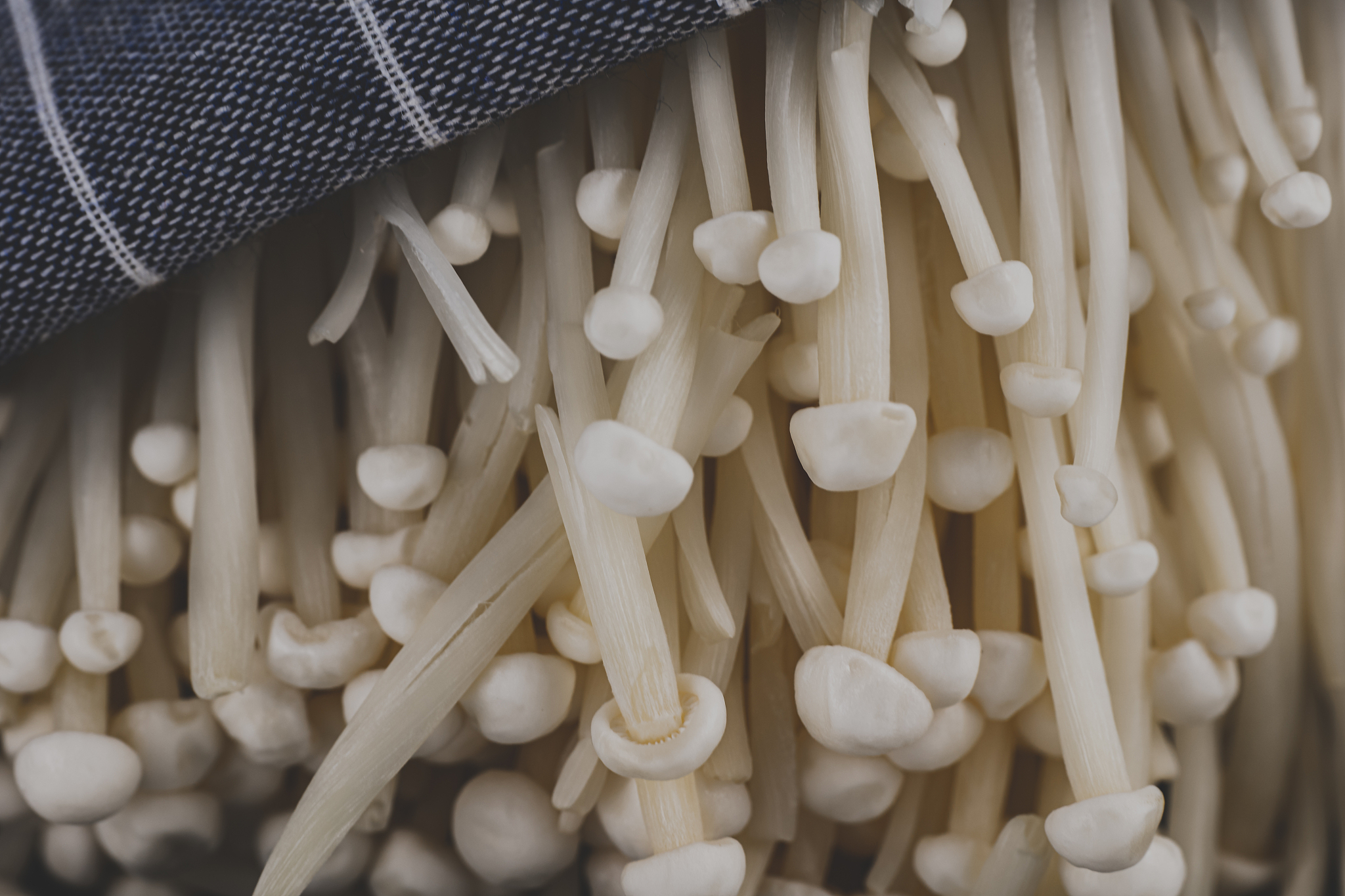 吞食金针菇会原样排出吗？关于金针菇消化的真相