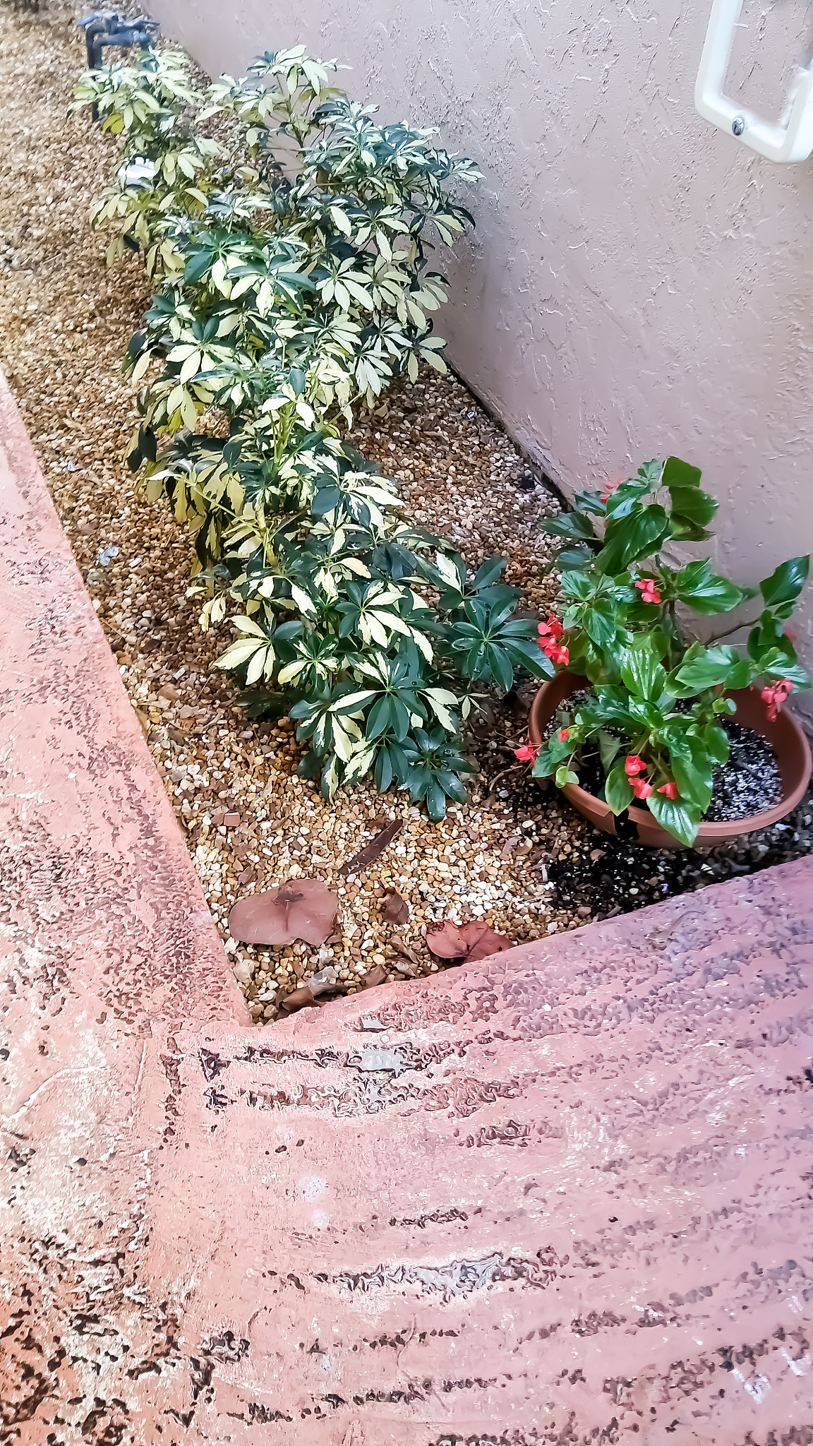 What are plants similar to Zamioculcas zamiifolia in terms of shade tolerance