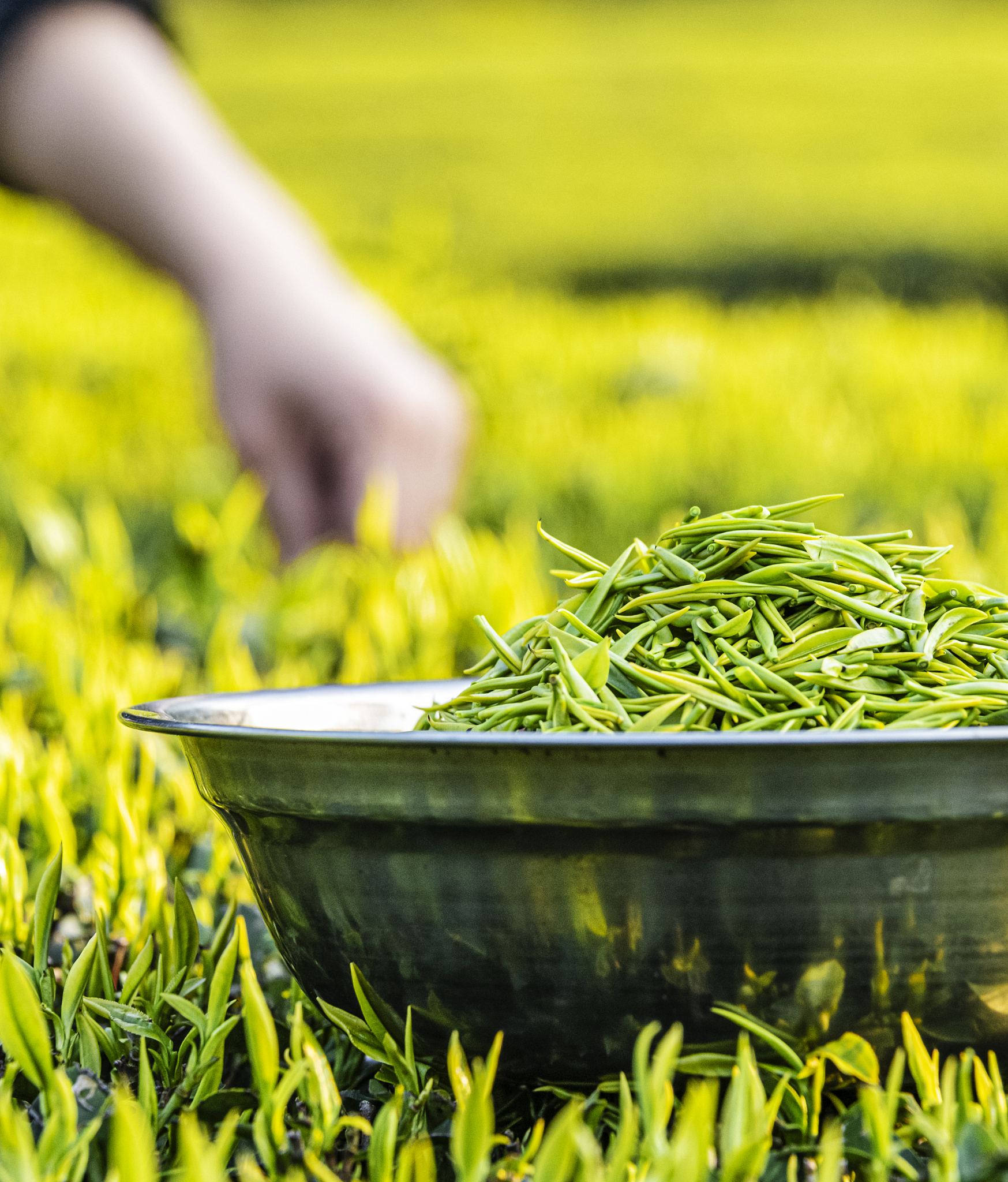 信阳毛尖的购买人群有哪些