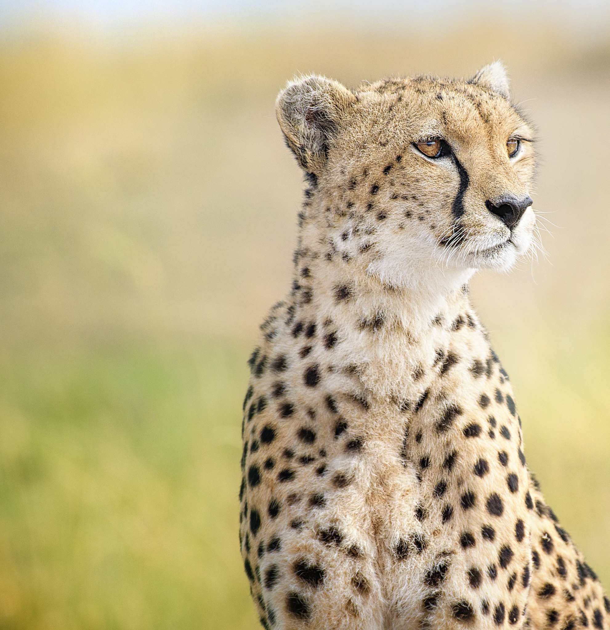 beautiful close up portrait of cheetah malaika at maasai mara, k