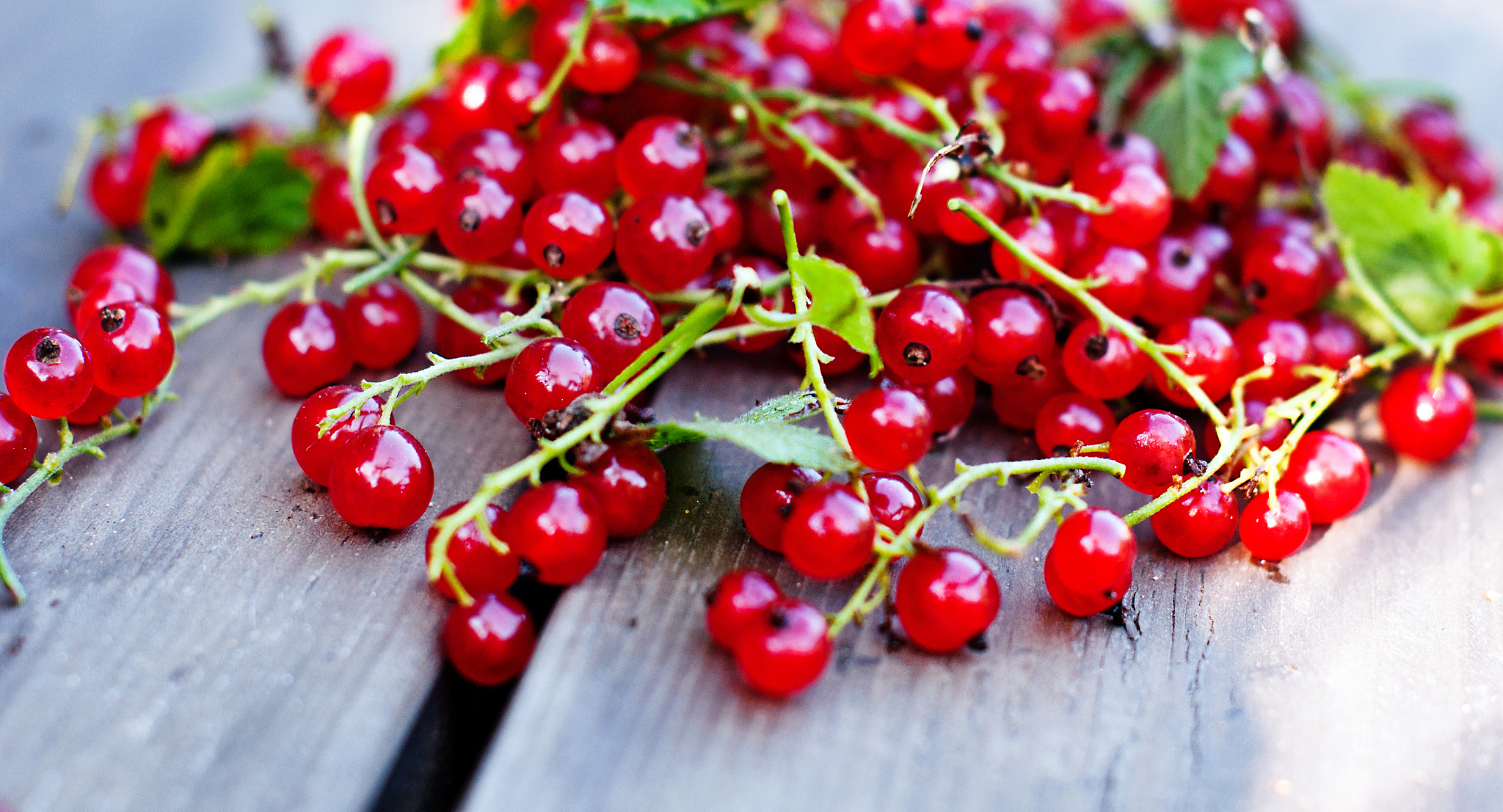fresh red currants