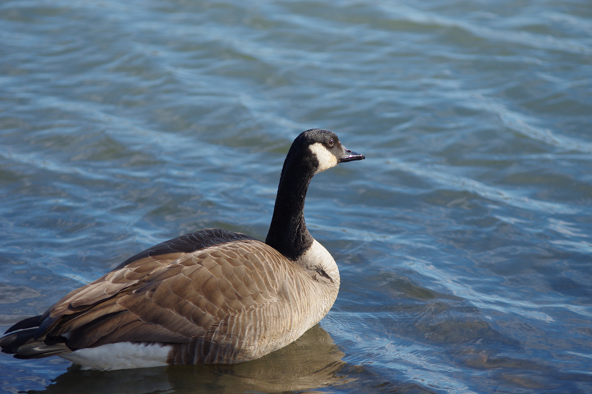 翻译：Goose goose goose with a curved neck singing to the sky White feathers floating on the green water red palms stirring the clear waves