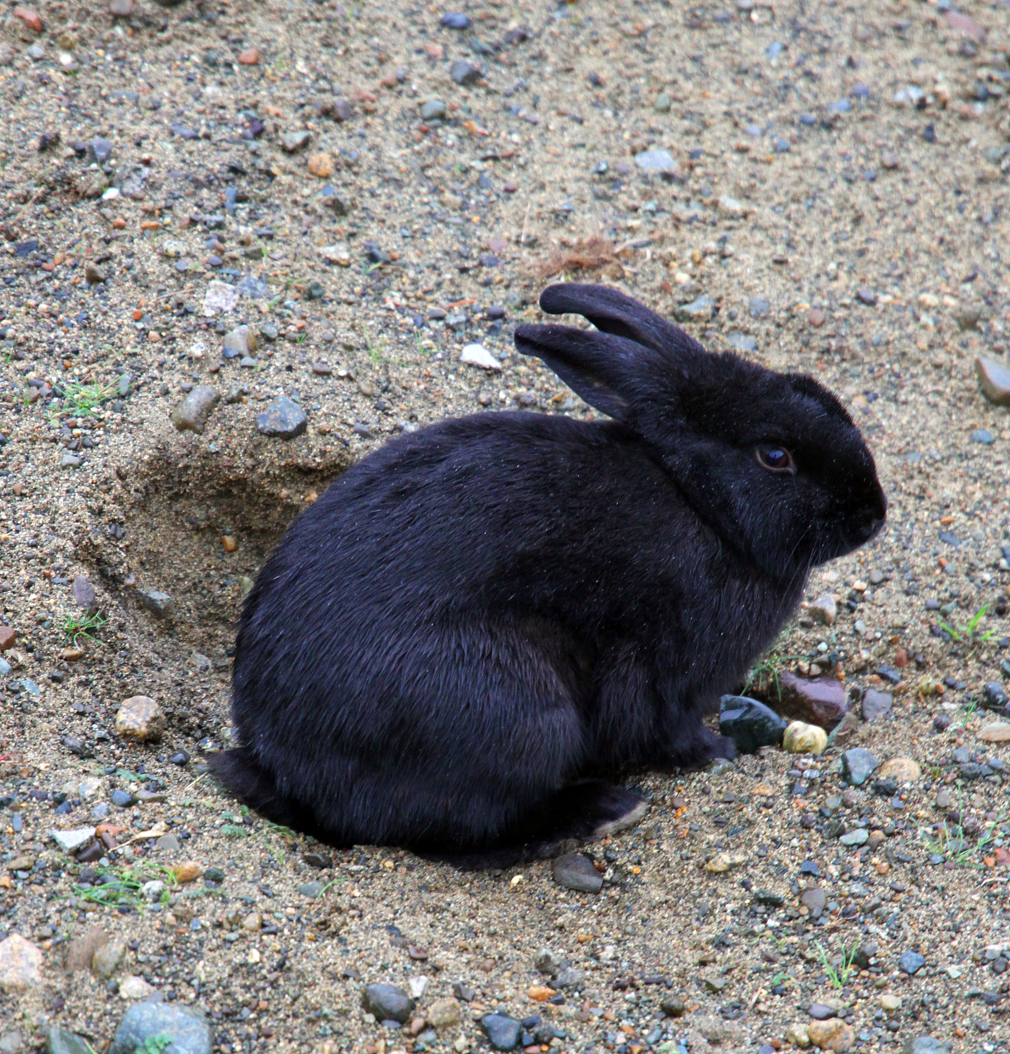 小黑兔：可爱的黑兔子，野外遇见需保持距离