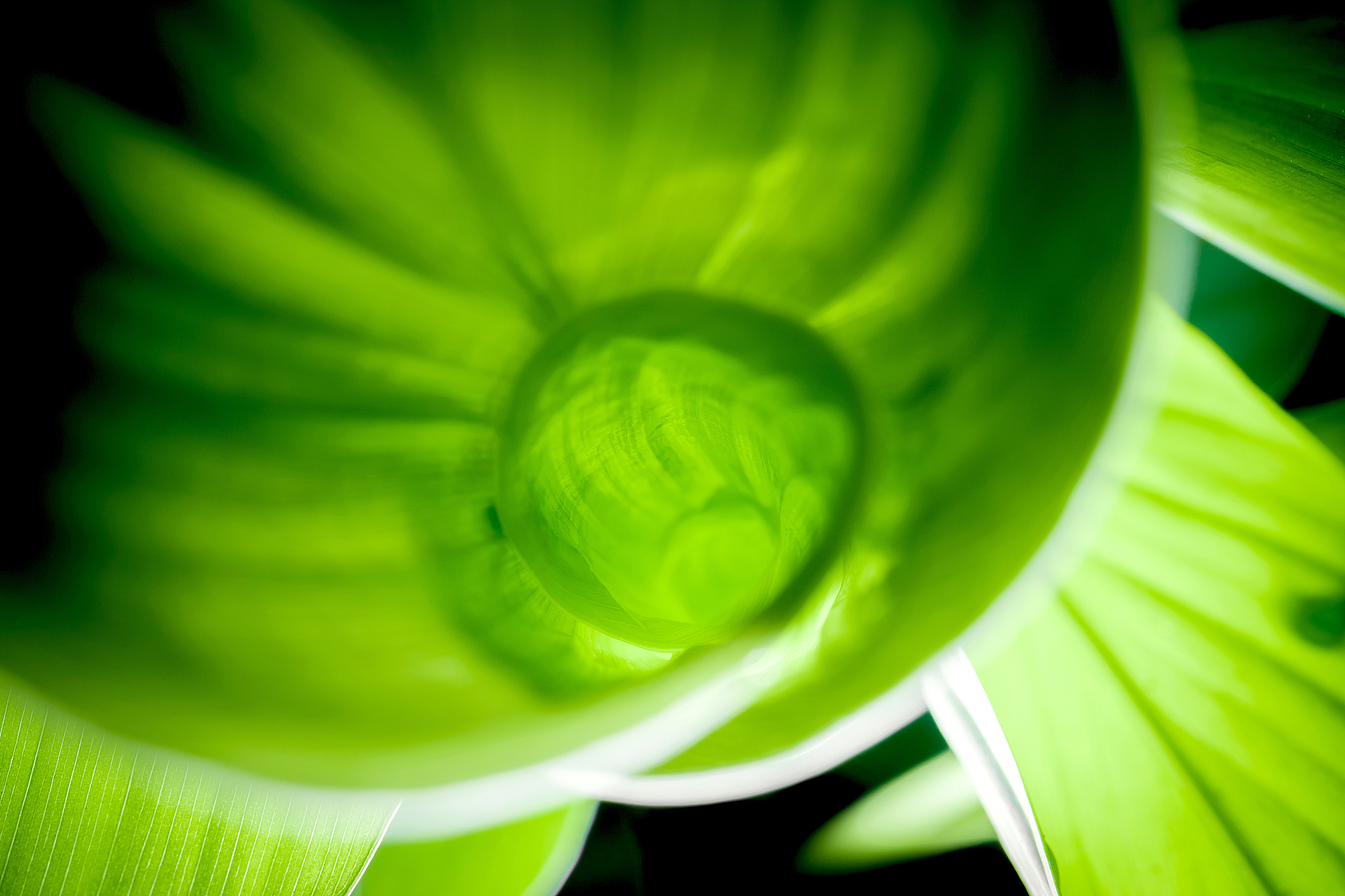 fresh green leaf