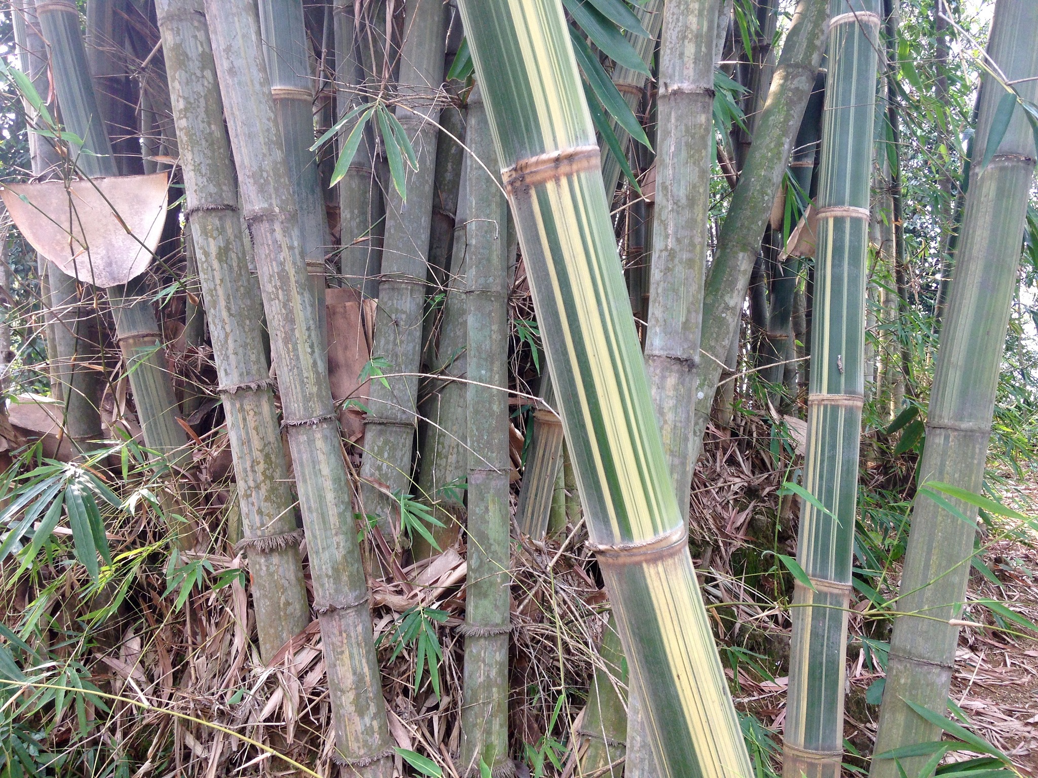 竹子按生长形态分为哪三类这三类一般自然分布在何处