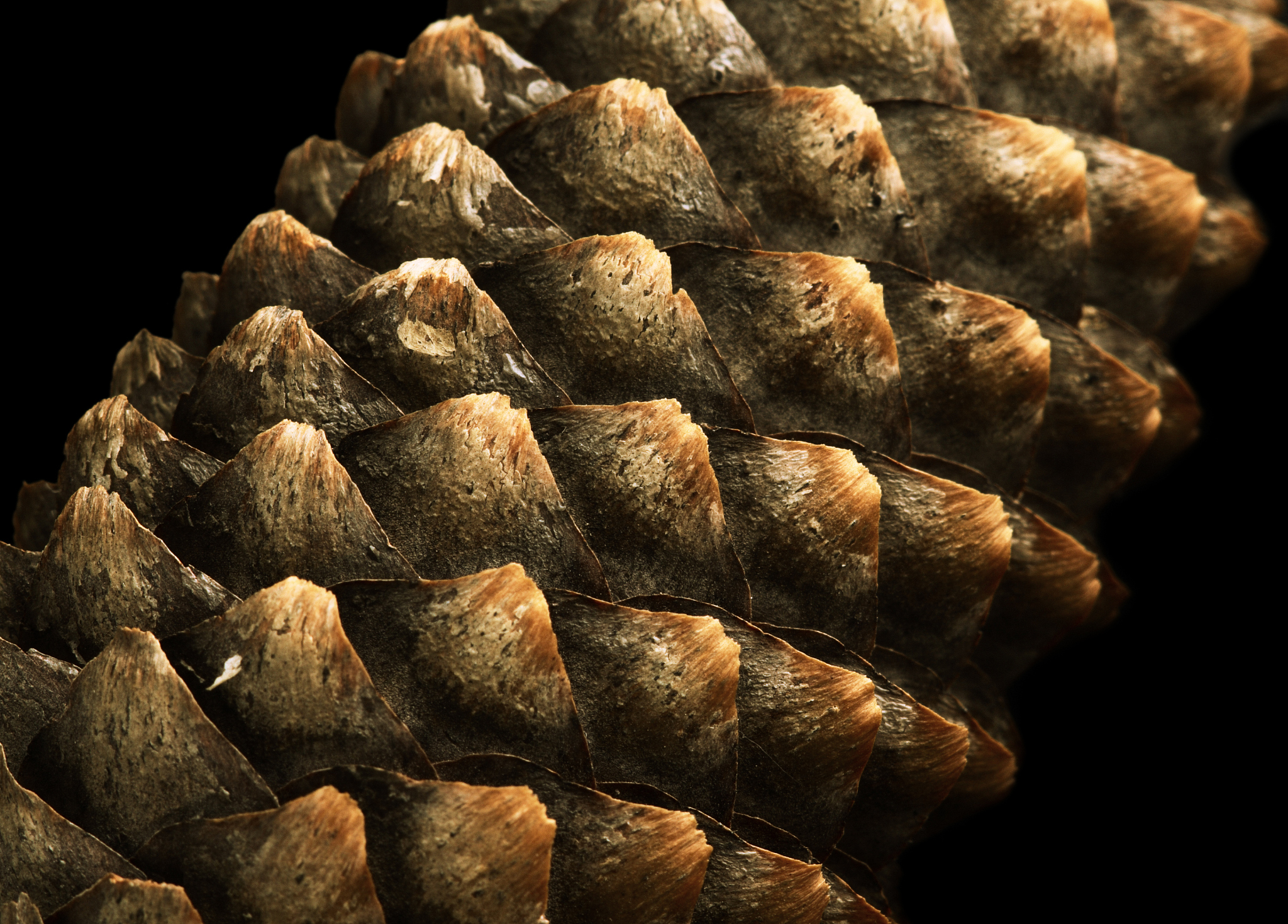 diagonal fir cone texture