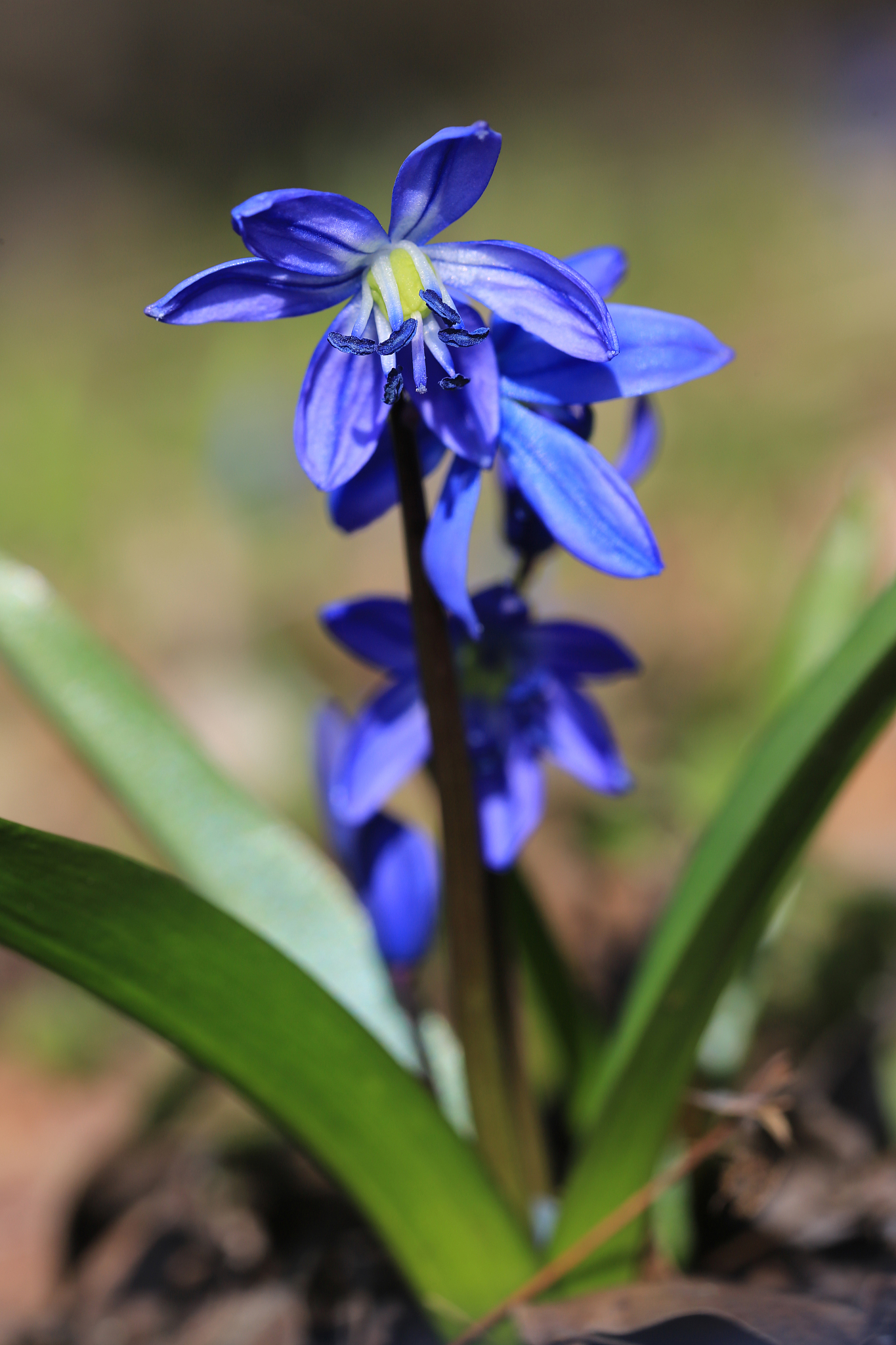 scilla bifolia flowers macro photo