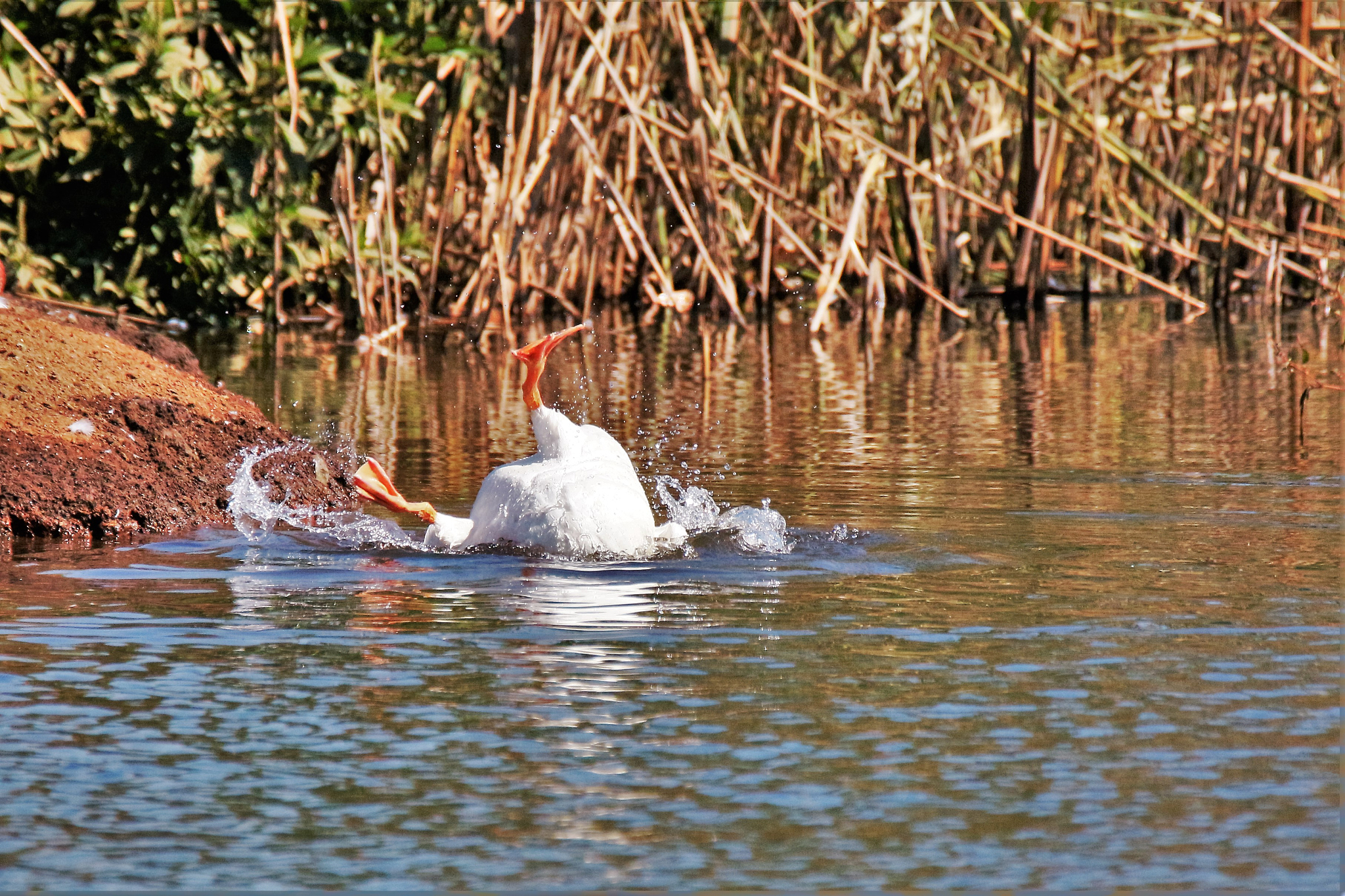 请以狗为主体仿写唐代的骆宾王《鹅》这首古诗诗的内容是：鹅鹅鹅曲项向天歌。白毛浮绿水红掌拨清波改写的诗要押韵