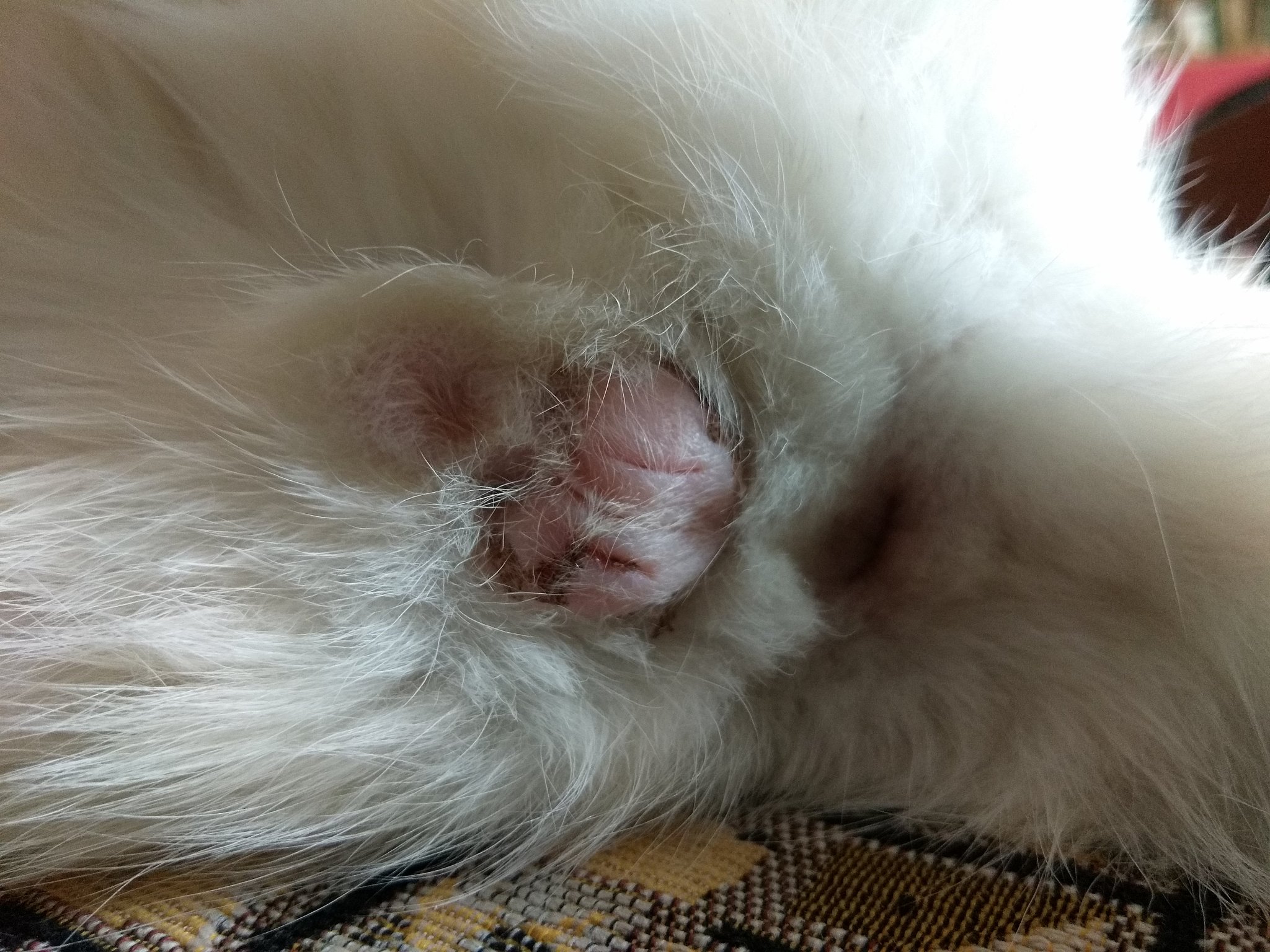 猫下泌尿道综合征的定义猫下泌尿道综合征Feline Lower Urinary Tract DiseaseFLUTD是一种常见的猫病指的是一组与猫下泌尿道相关的疾病包括膀胱炎、尿结石、尿道狭窄等。这些疾病会导致猫出现尿频、尿急、尿痛等症状严重的情况下还可能导致尿潴留和肾功能损伤。FLUTD通常发生在2-6岁的猫身上尤其是肥胖、室内饲养、缺乏运动和饮水不足的猫。继续