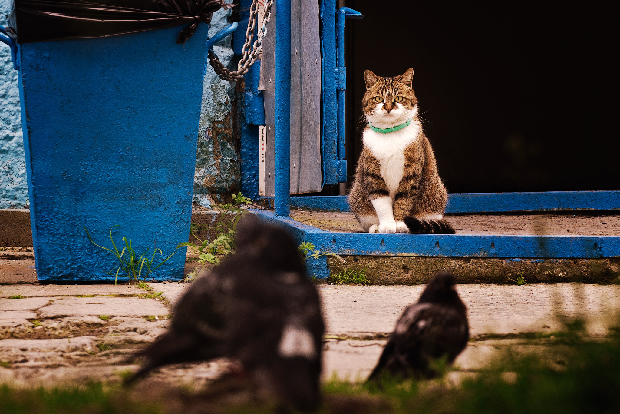 弃疗猫第二弹：流浪猫的勇敢之旅
