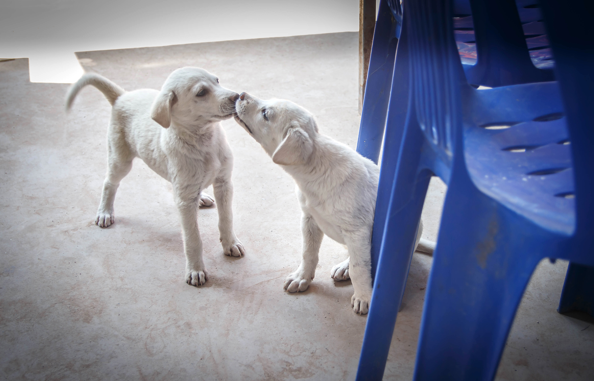 金毛犬的体型：1.5米长是否正常？