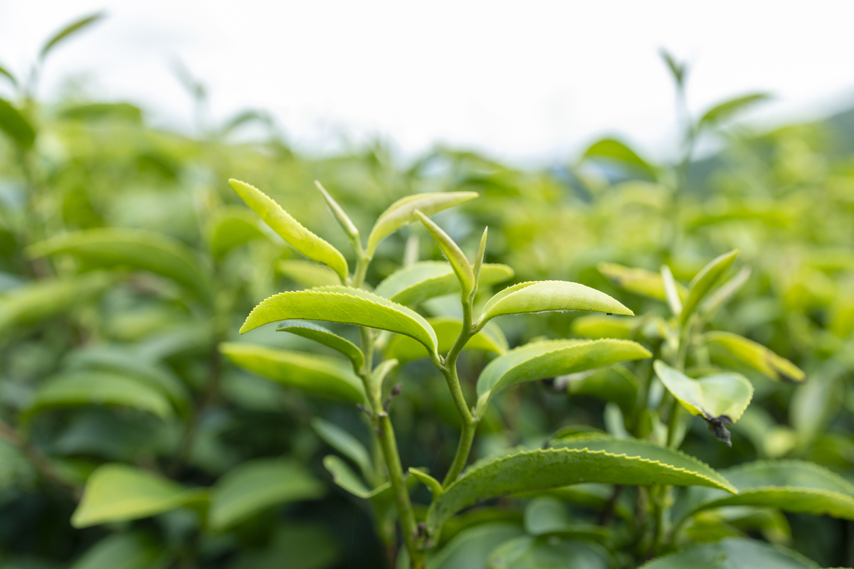 帮我写一份湄潭翠芽的详解