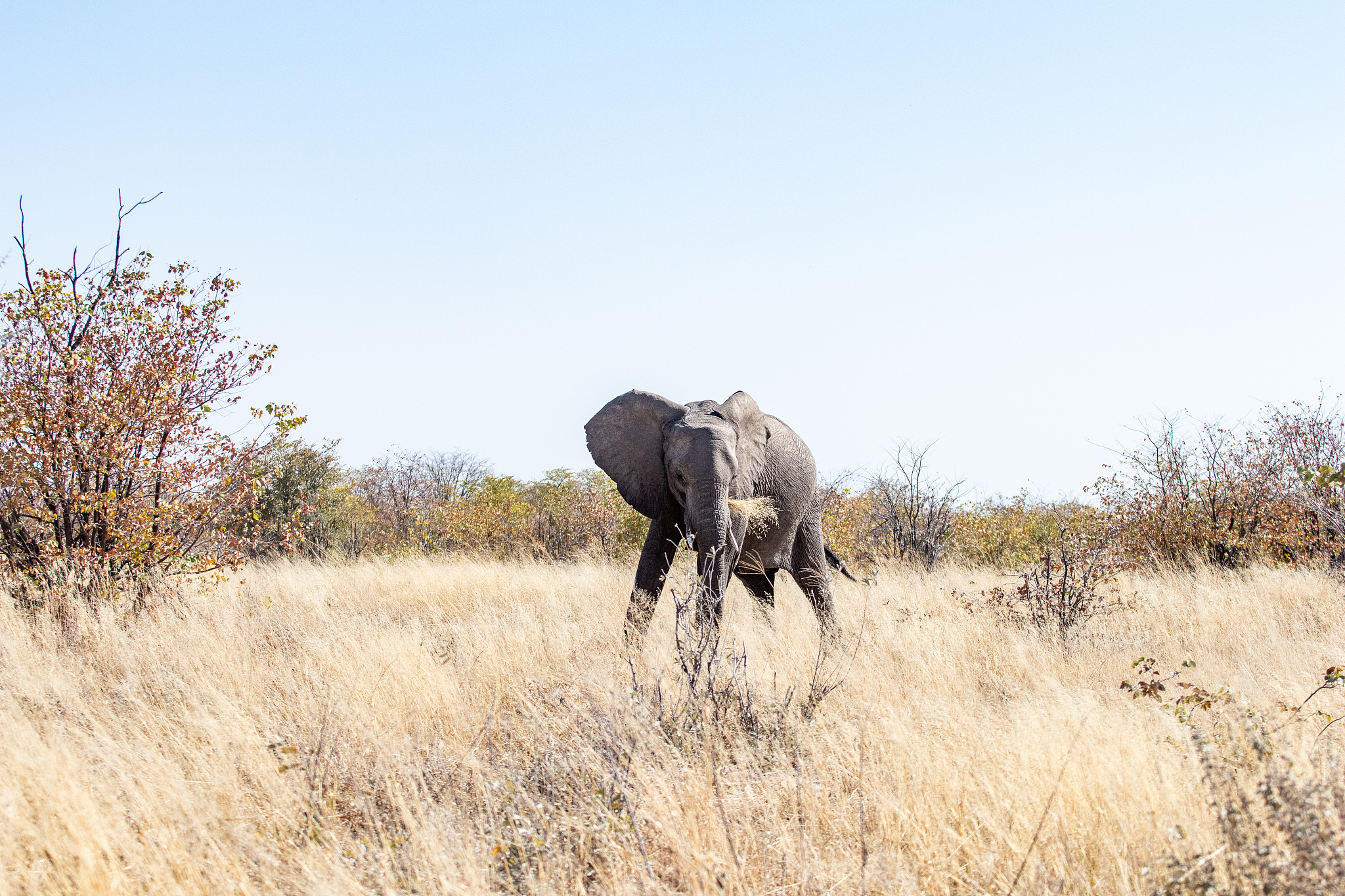 Animal Extinction: A Growing Threat to Biodiversity