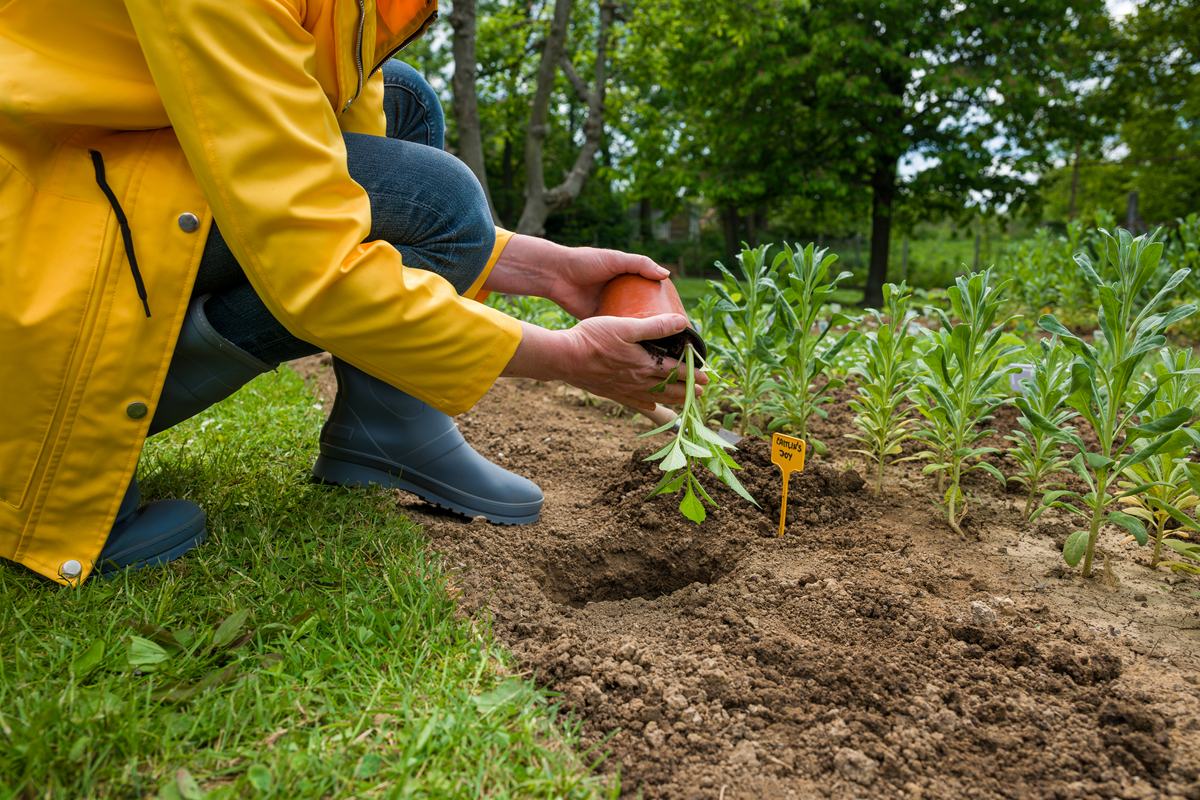 写一篇环境保护劳动实践的总结观察物为植物