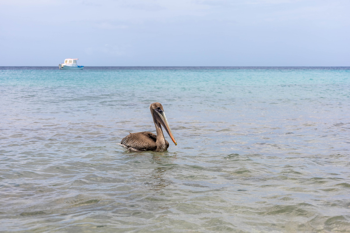 鲨滩：中国最美的海滩之一，展现壮丽自然和丰富生态