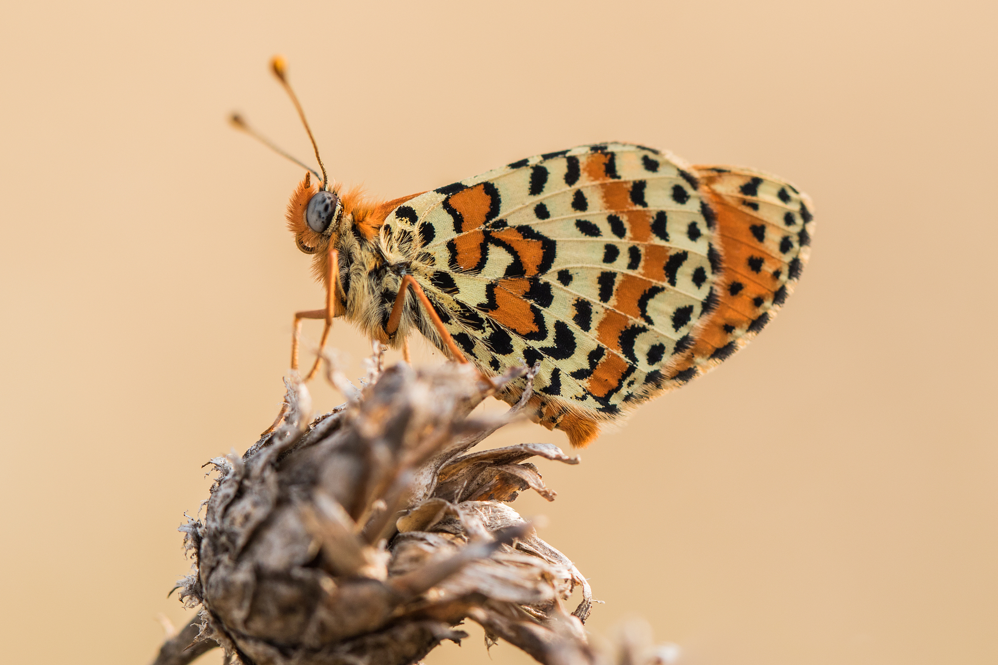 melitaea didyma