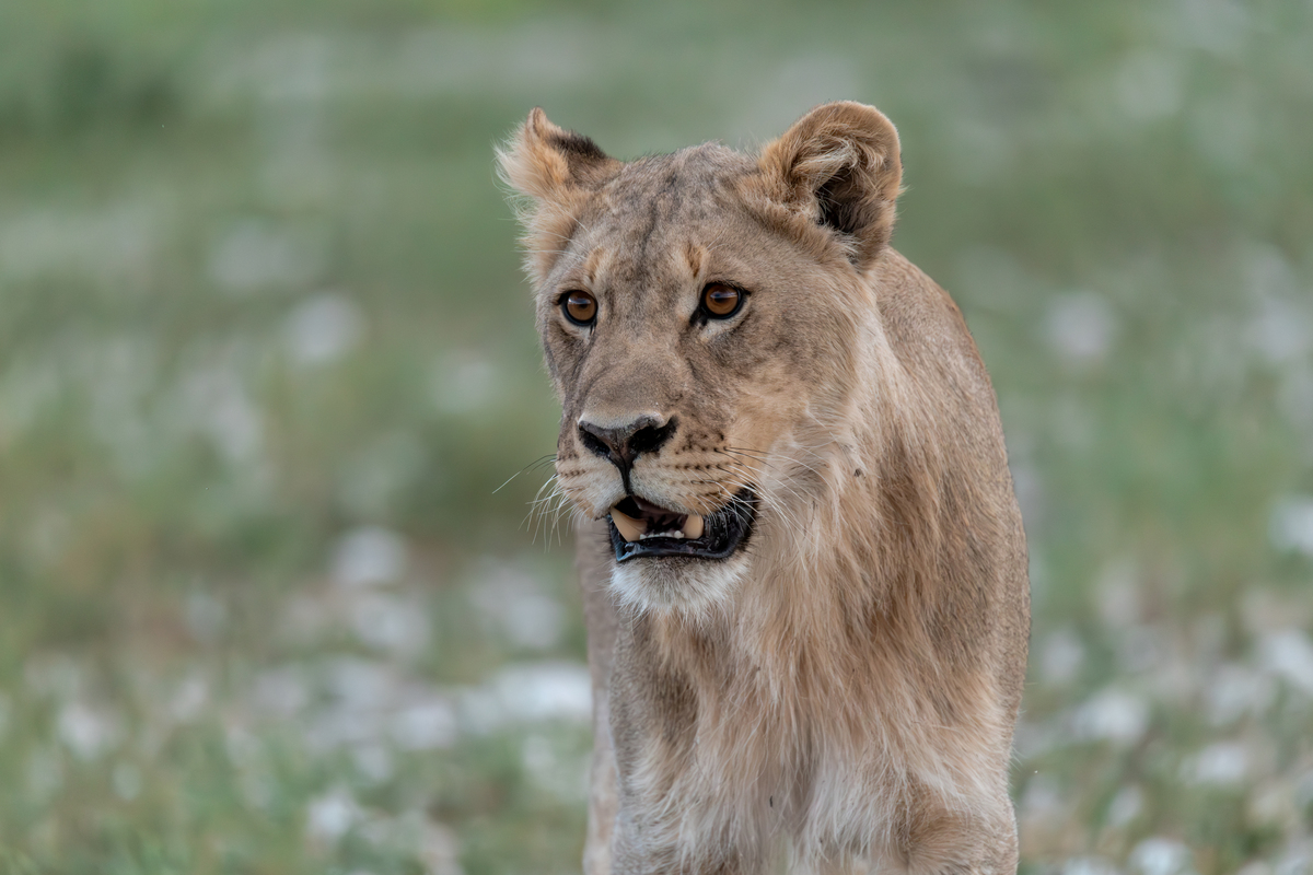陆地上最强的猫科动物是什么