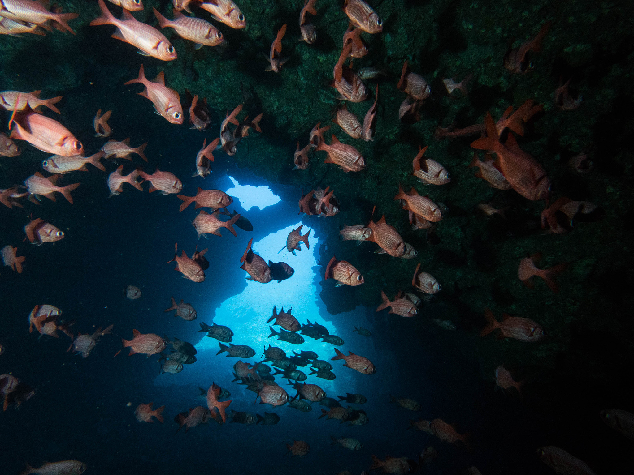 scuba diving reefs of lanai