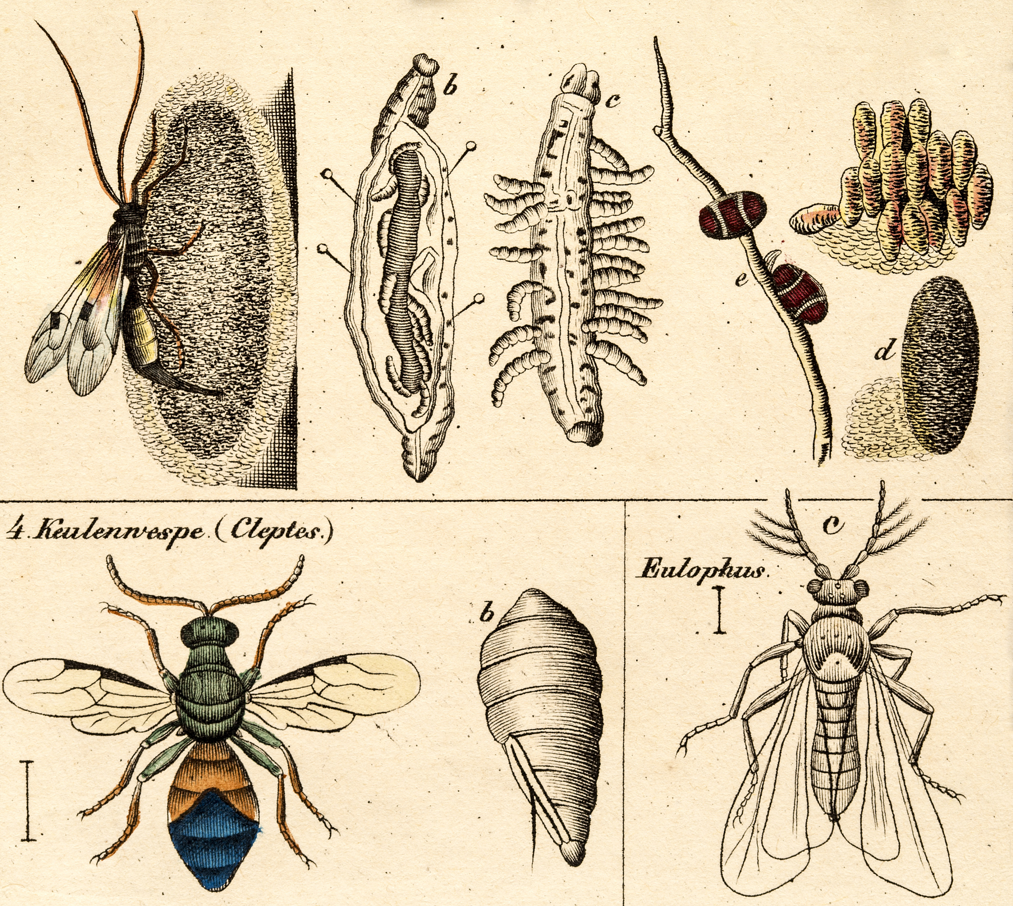 为什么他没有前翅