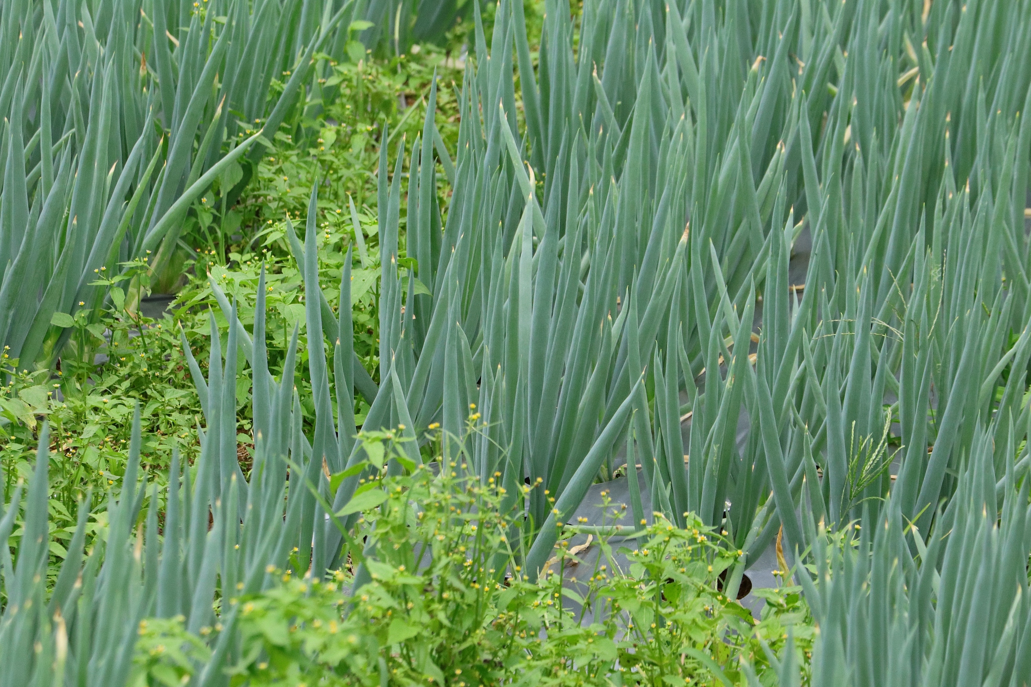 indonesian onion farm field