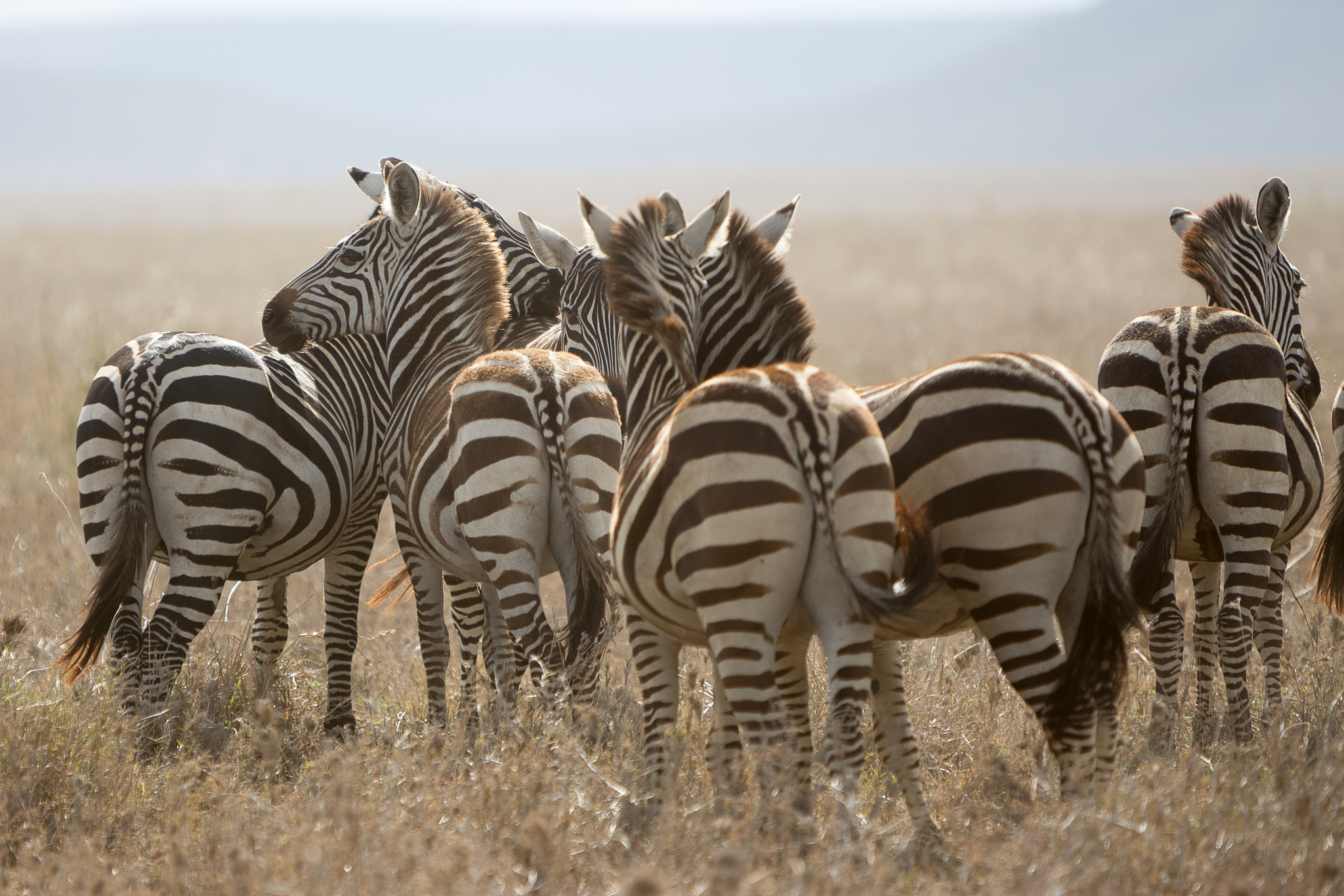 zebra