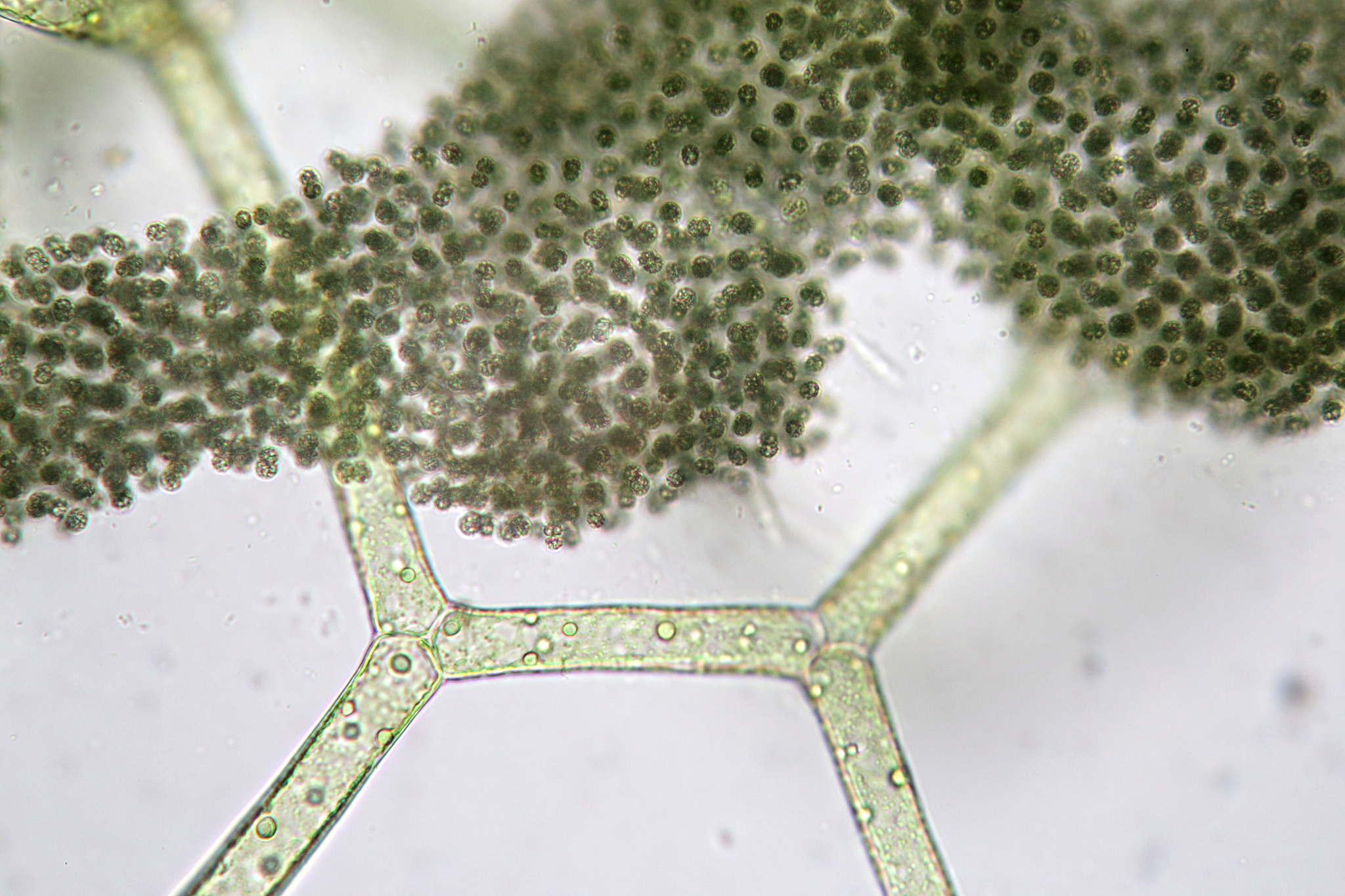 HARMFUL ALGAE期刊简介