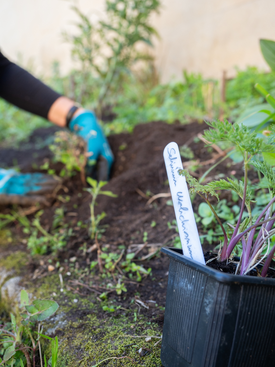 园艺的道德困境：从春天憧憬到夏日杂草