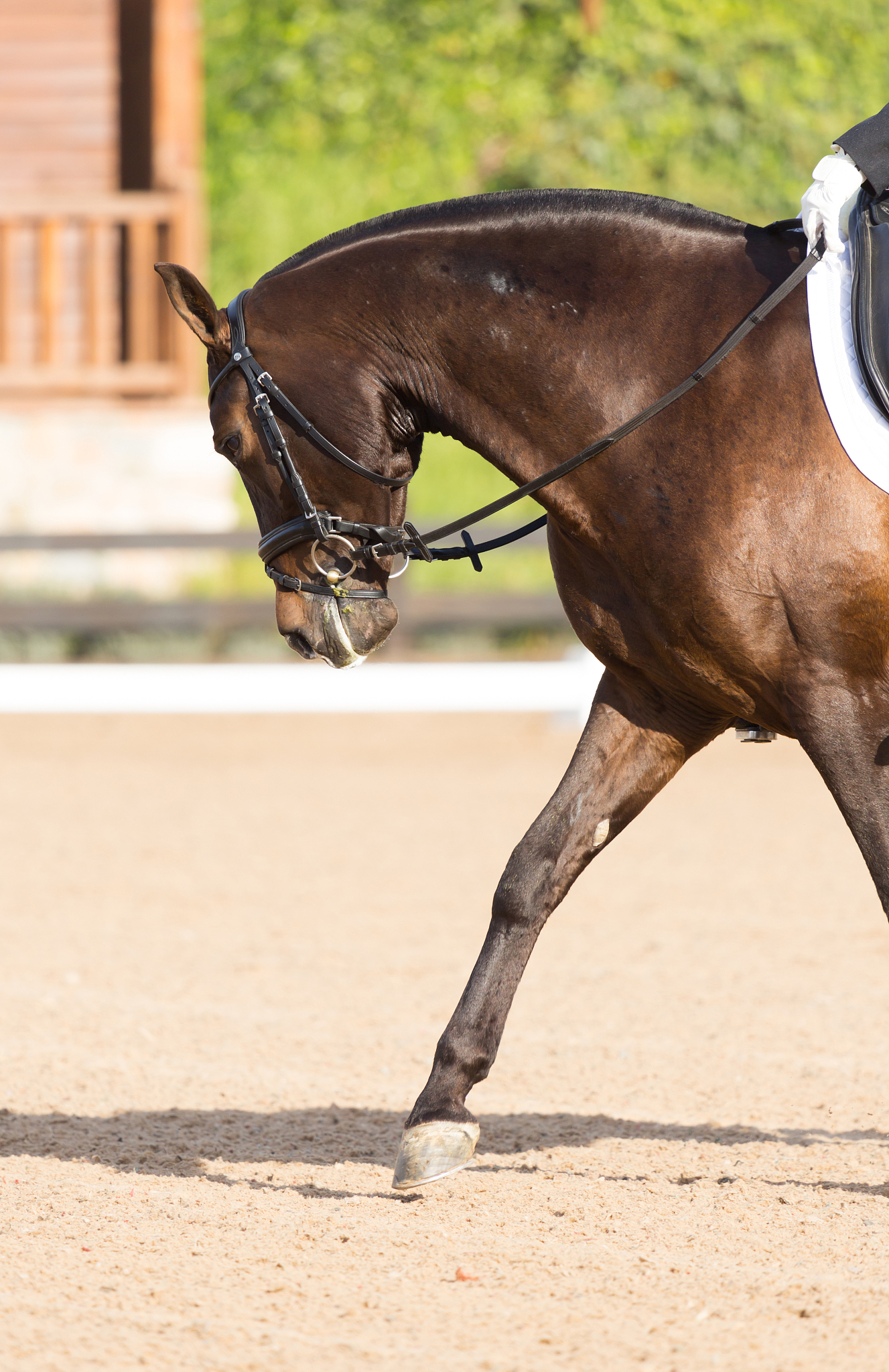 spanish horse